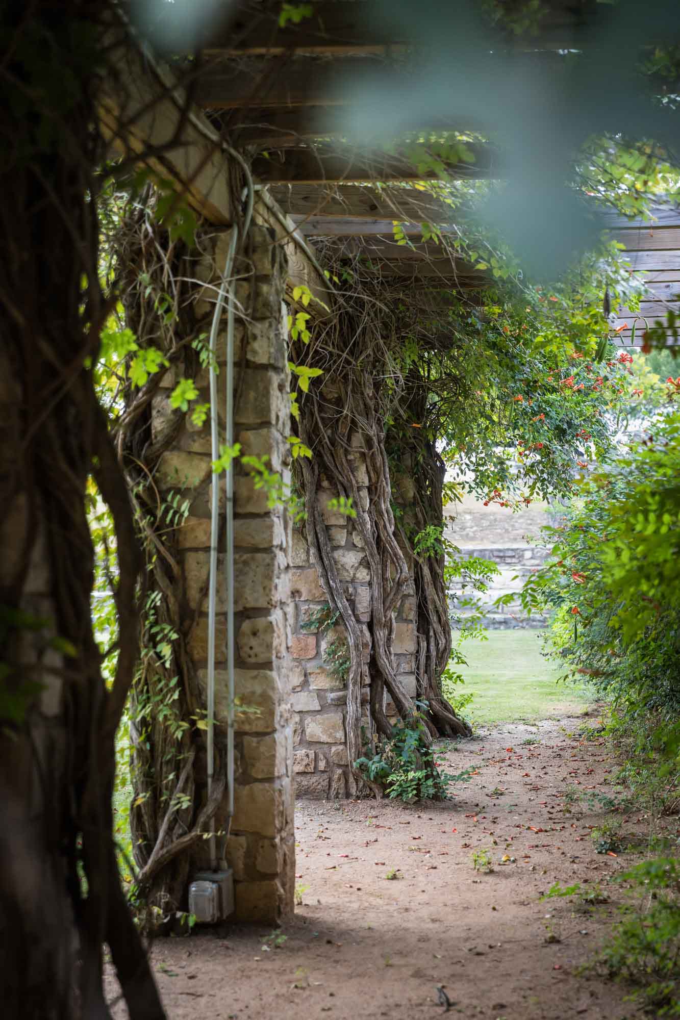 Stone covered columns of amphitheater trellis covered in green vines for an article on the best San Antonio Botanical Garden photo locations