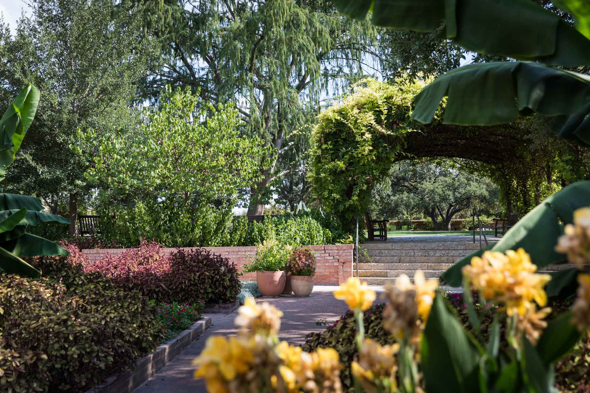 Concrete pathway with yellow flowers and other plants and steps from wisteria arbor through to the old-fashioned gardens for an article on the best San Antonio Botanical Garden photo locations