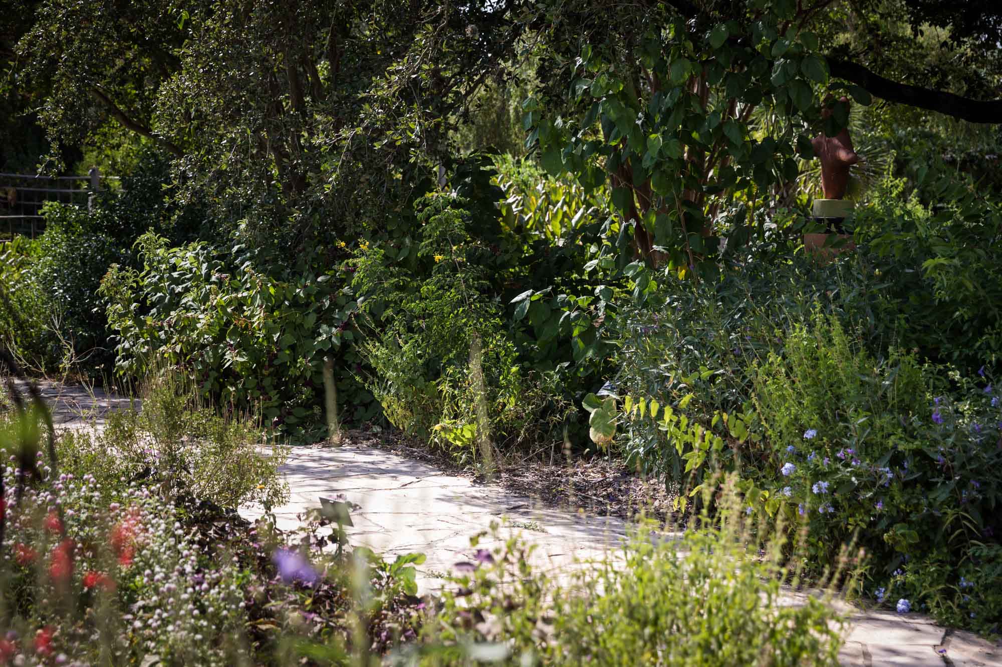 Concrete pathway through colorful flowers and plants of the old-fashioned gardens for an article on the best San Antonio Botanical Garden photo locations