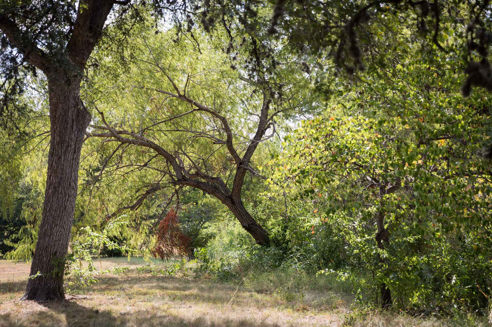 Dried grass and trees in Mahncke Park for an article on the best San Antonio Botanical Garden photo locations