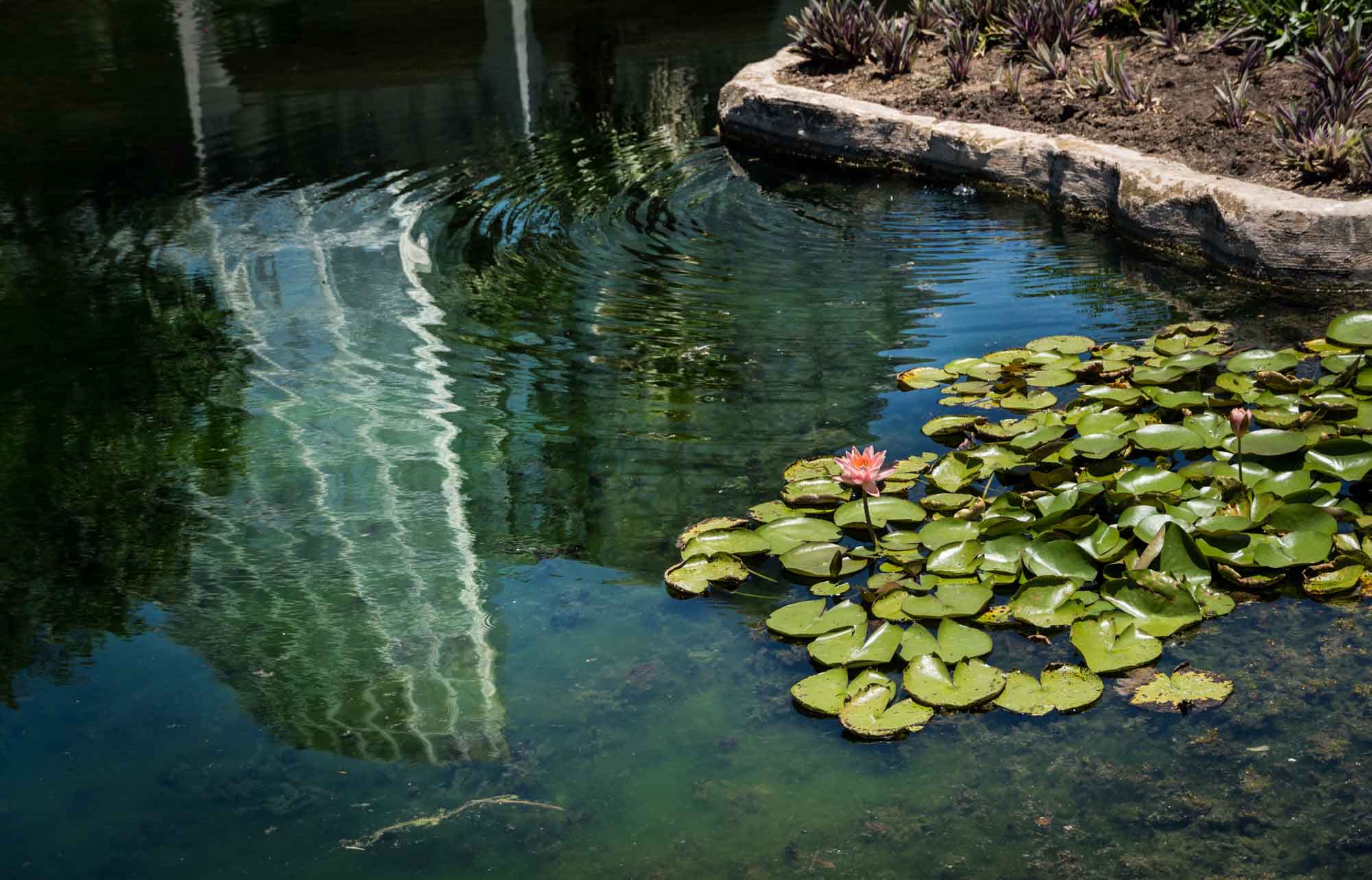 Pond with lily ponds and pink lily showing reflection of Lucile Halsell Conservatory for an article on the best San Antonio Botanical Garden photo locations