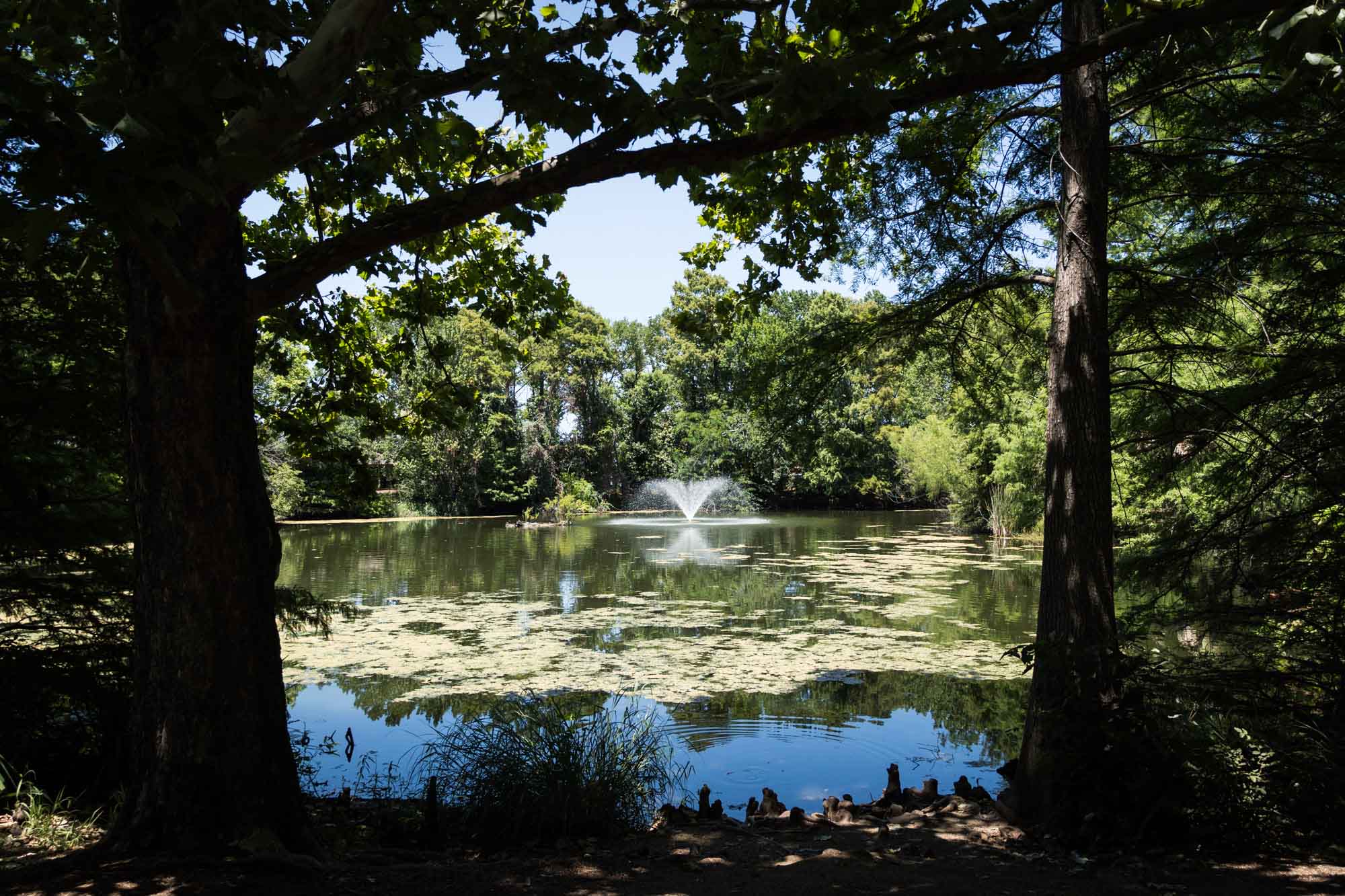 Lake in east Texas pineywoods garden with flowing fountain and trees for an article on the best San Antonio Botanical Garden photo locations