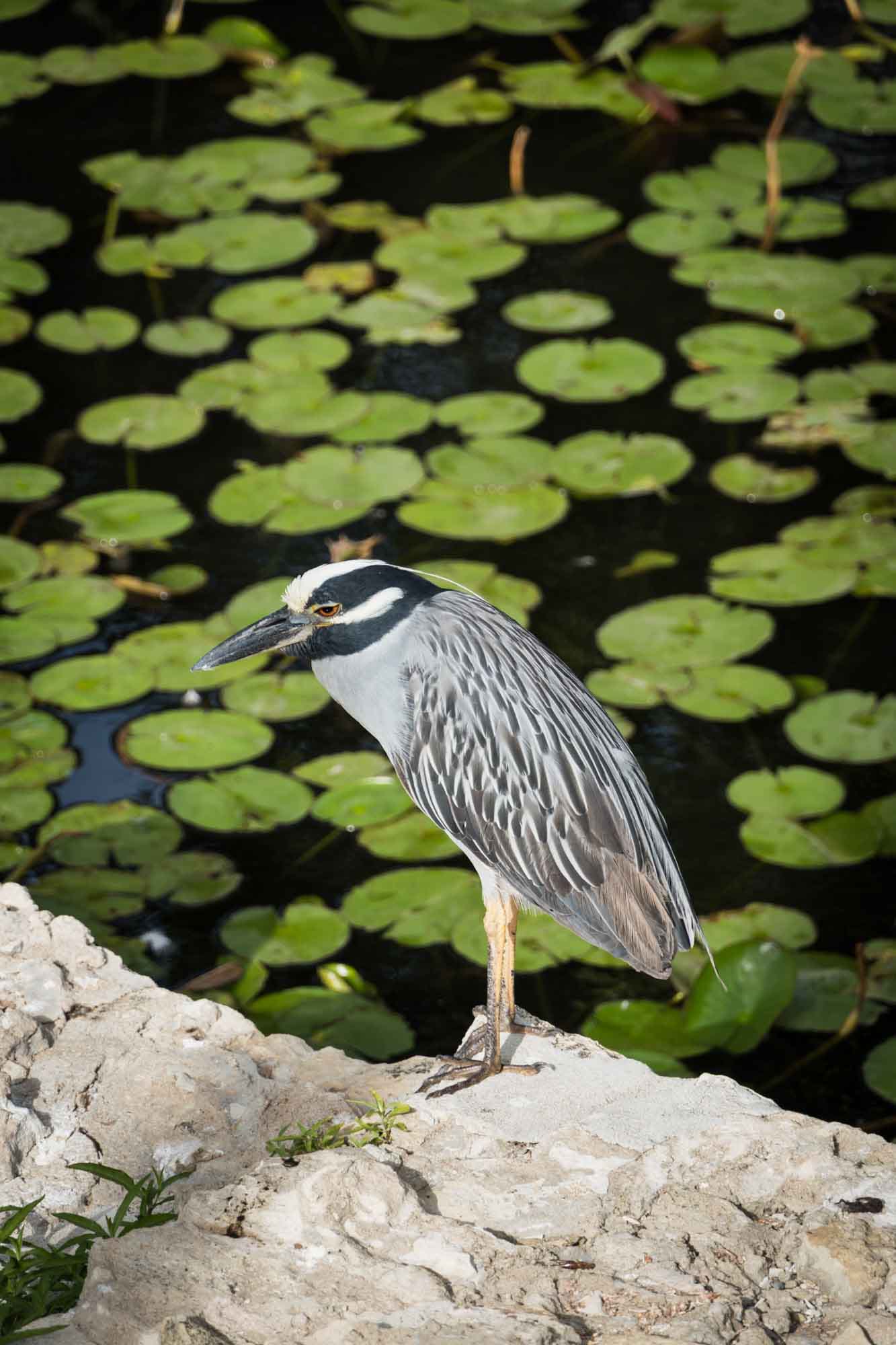 Small heron standing on rock in front of river with lily pads in San Antonio