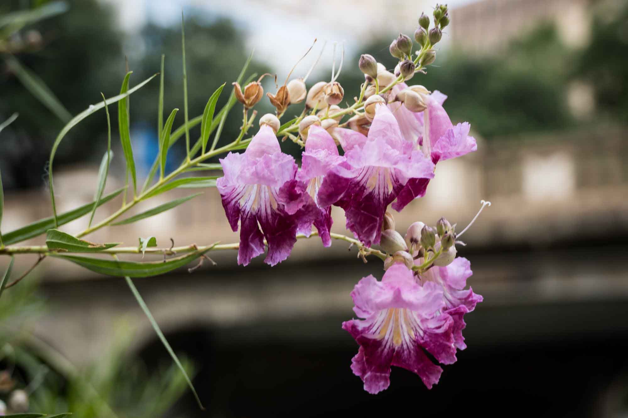 Pink and purple blooms of the desert willow plant blooming along the River Walk in San Antonio