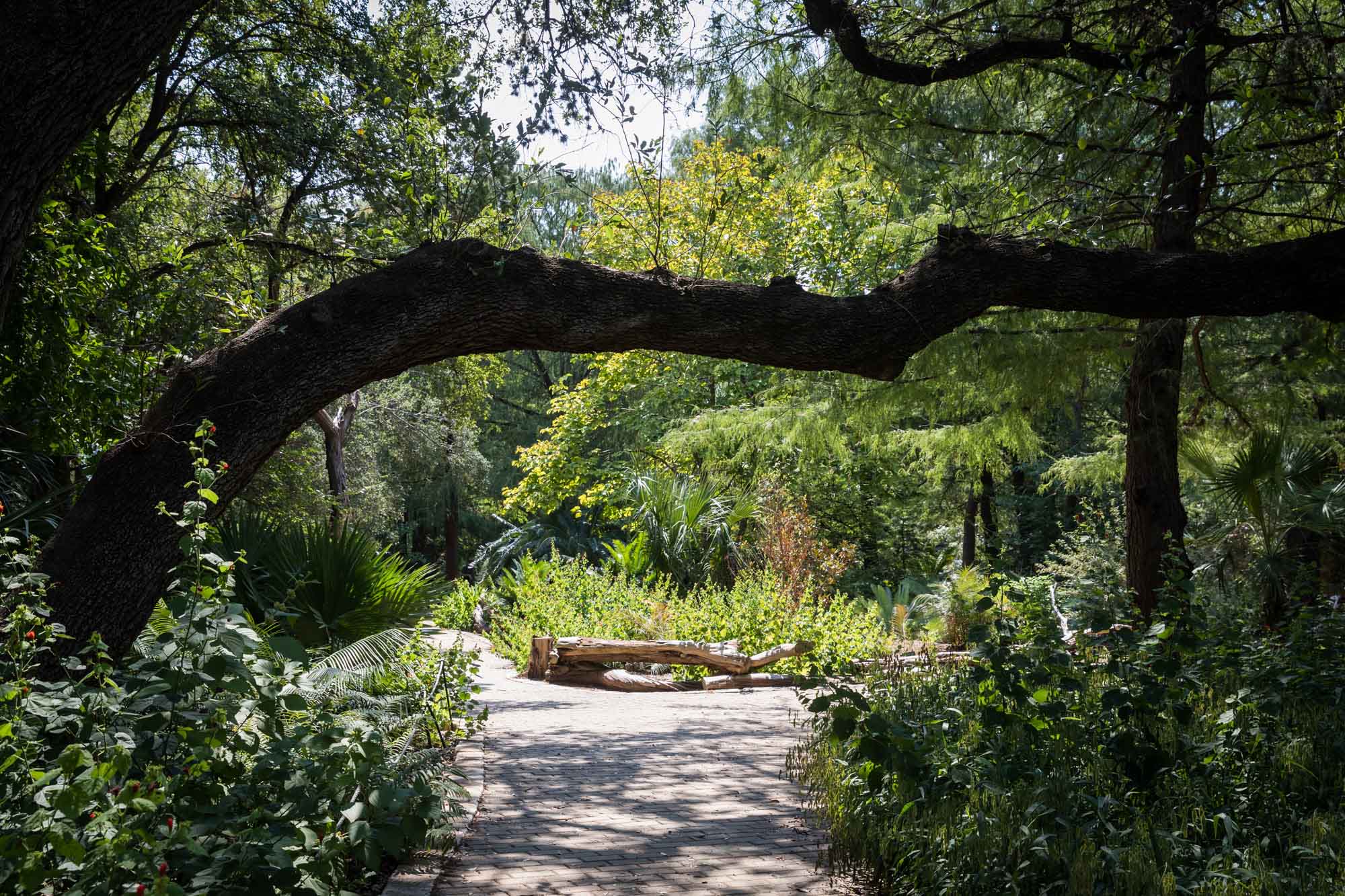 Pathway under low tree branch in Escarpment Trail for an article on the best Zilker Botanical Garden photo locations
