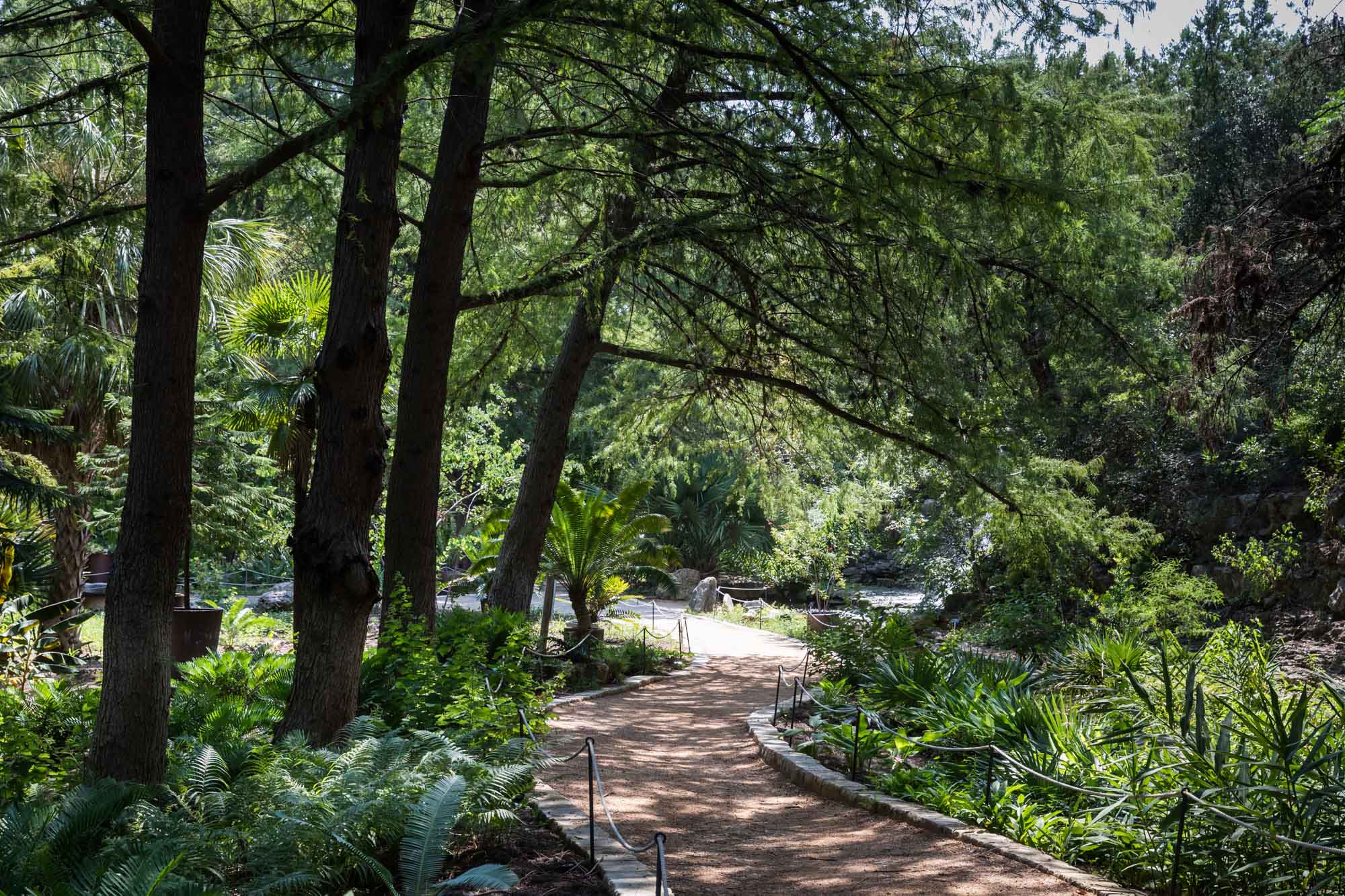 Pathway through trees and plants in Hartman Prehistoric Garden for an article on the best Zilker Botanical Garden photo locations