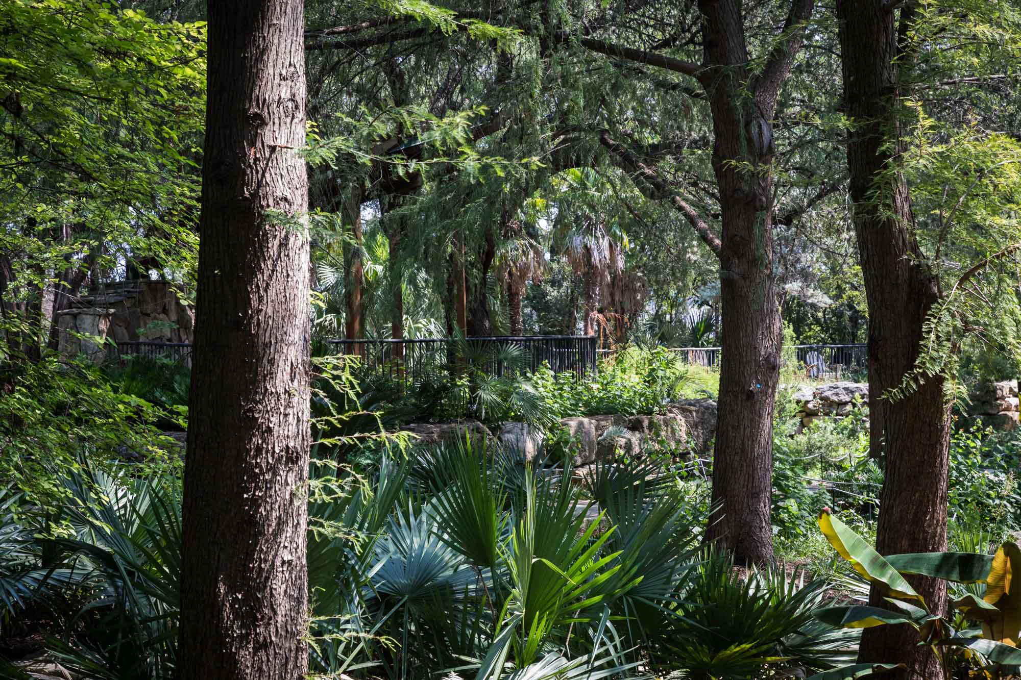 View of trees and surrounding plants in Hartman Prehistoric Garden for an article on the best Zilker Botanical Garden photo locations