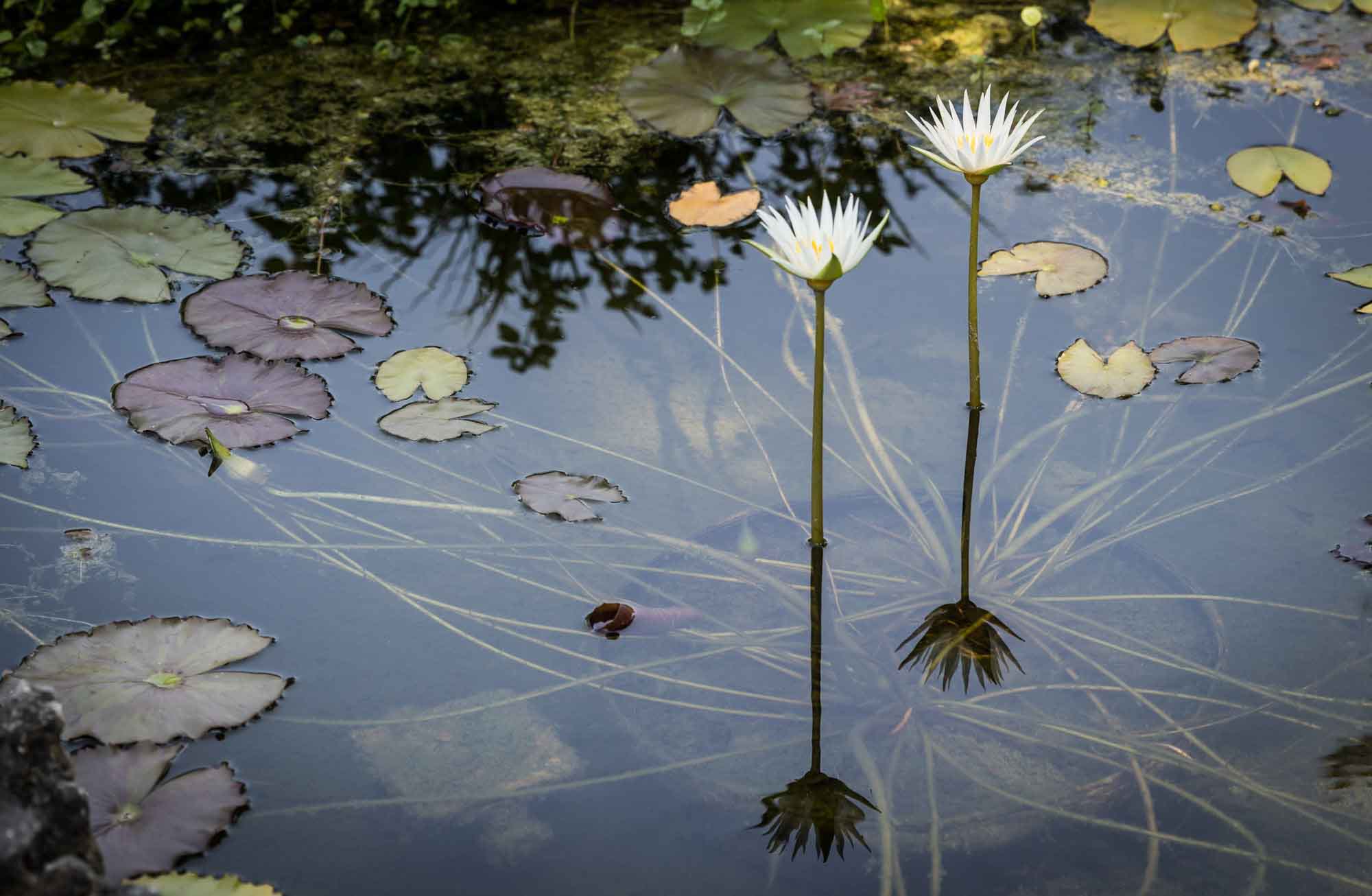 White lotus flowers and lily pads in pond for an article on the best Zilker Botanical Garden photo locations