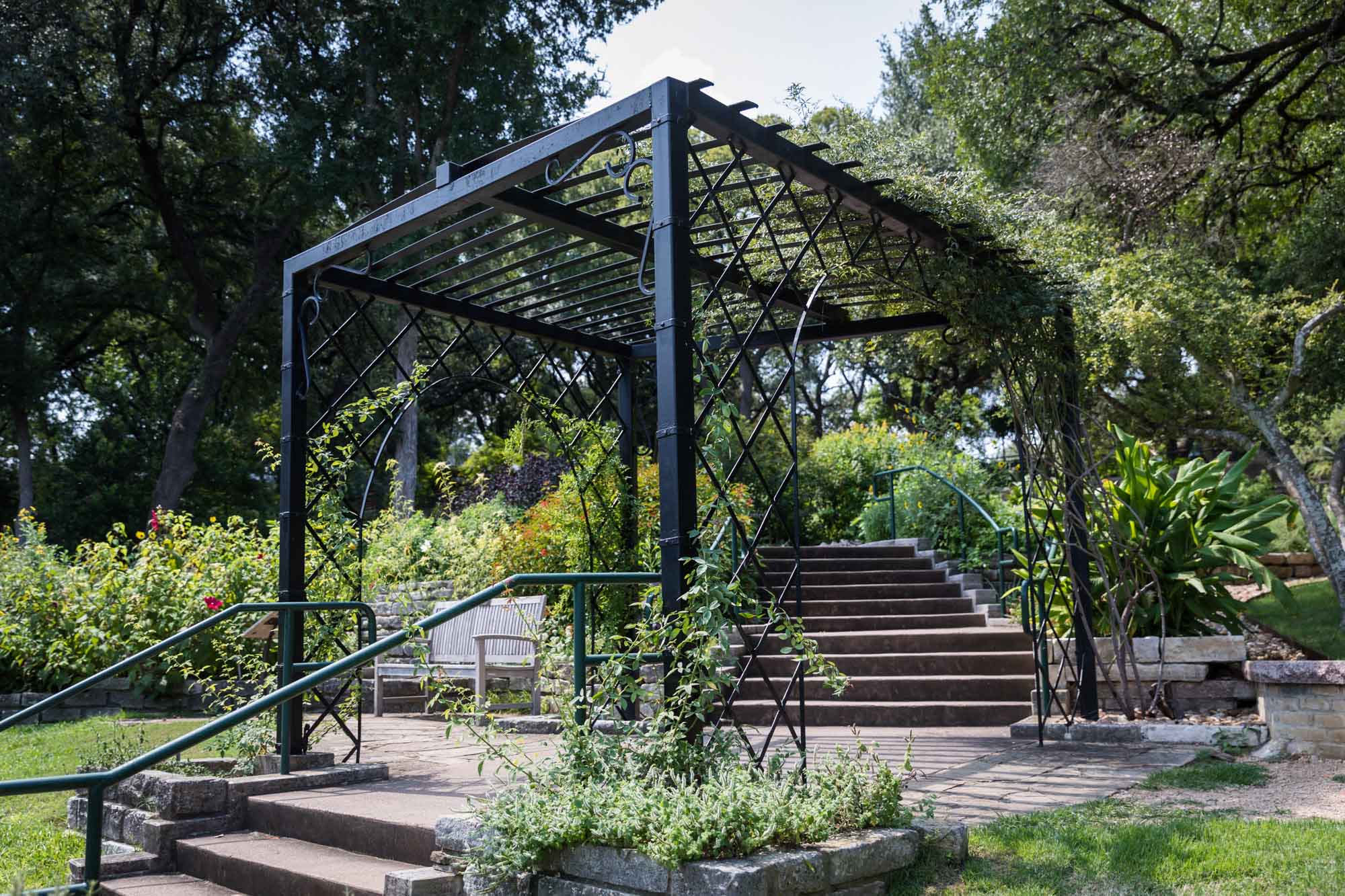 Stairs through black lattice-work gazebo in rose garden for an article on the best Zilker Botanical Garden photo locations