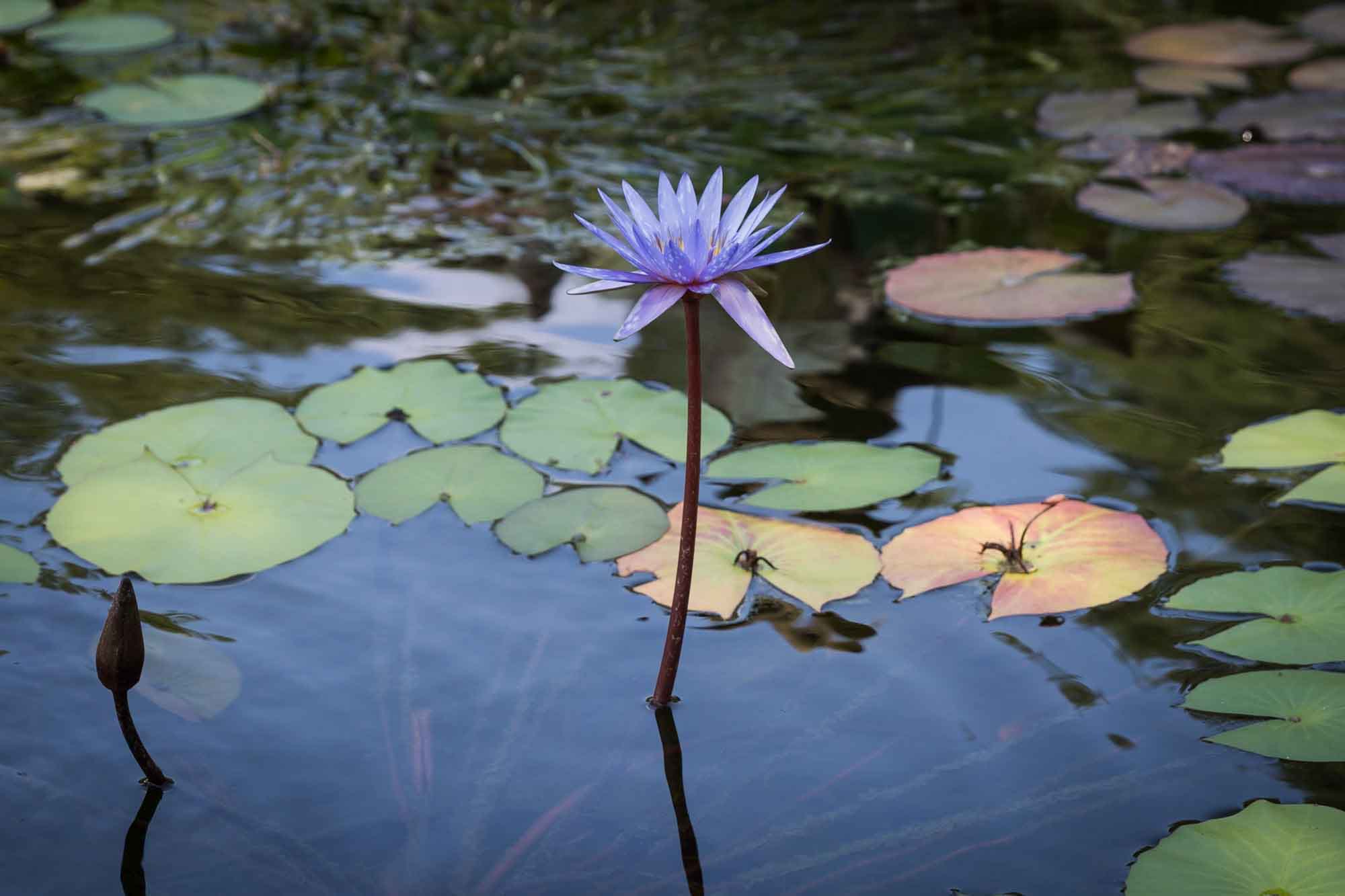 Purple lotus flower and lily pads in pond for an article on the best Zilker Botanical Garden photo locations
