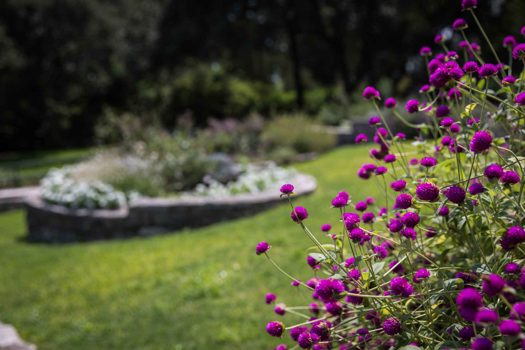 Purple flowers in front of green lawn and flower bed for an article on the best Zilker Botanical Garden photo locations