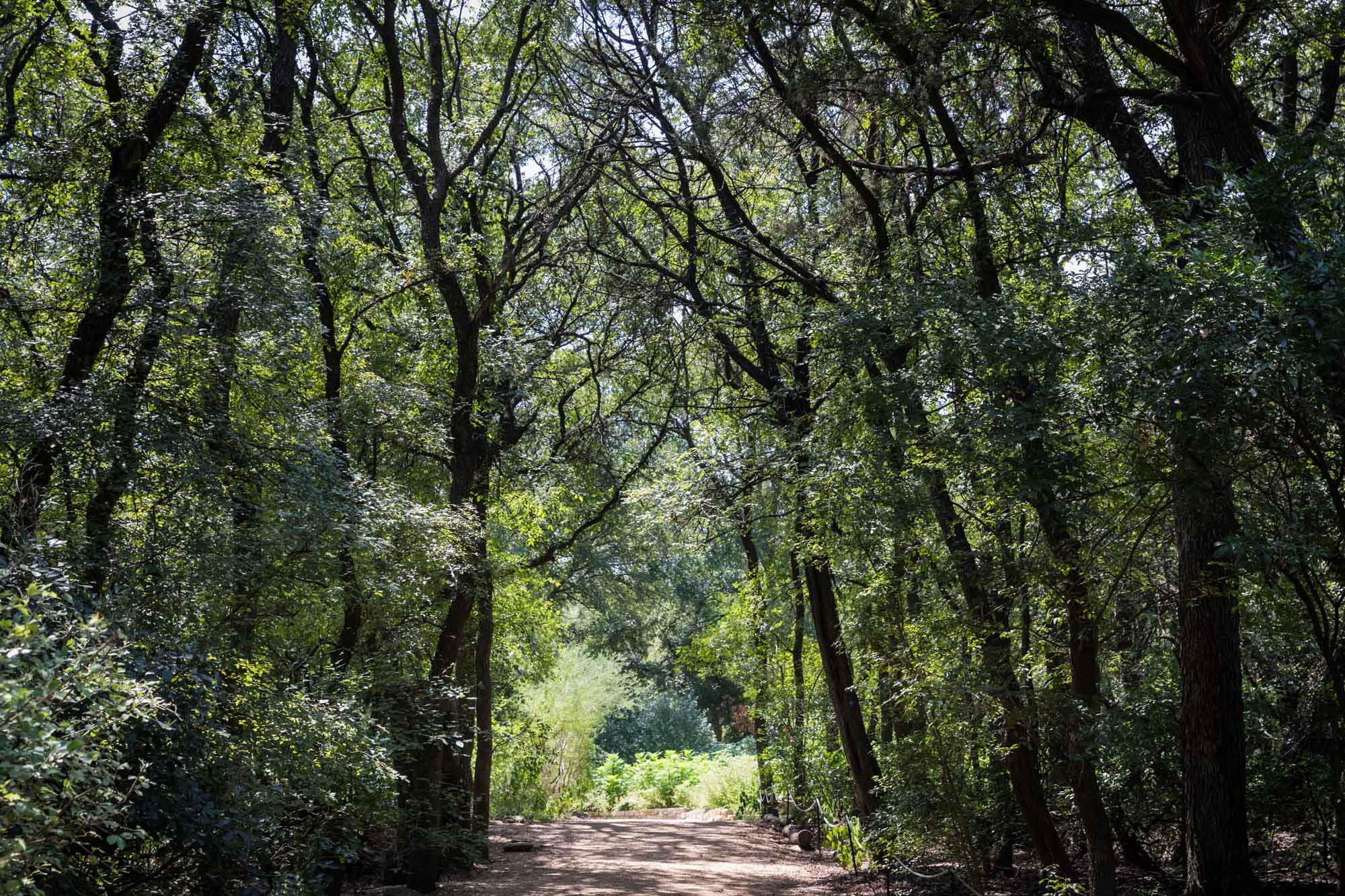 Pathway through a forest of trees in Butterfly Trail for an article on the best Zilker Botanical Garden photo locations