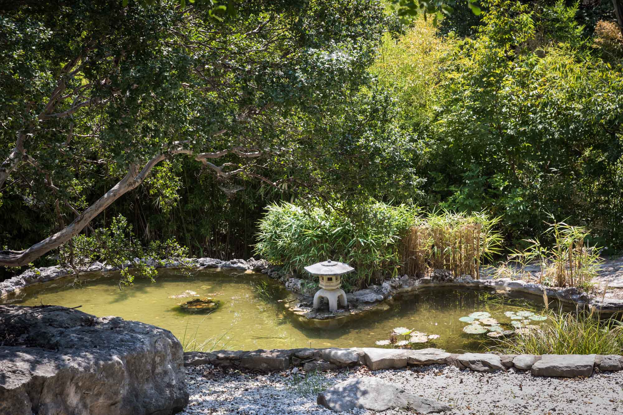 Pond and small stone lantern in the Taniguchi Japanese Garden for an article on the best Zilker Botanical Garden photo locations