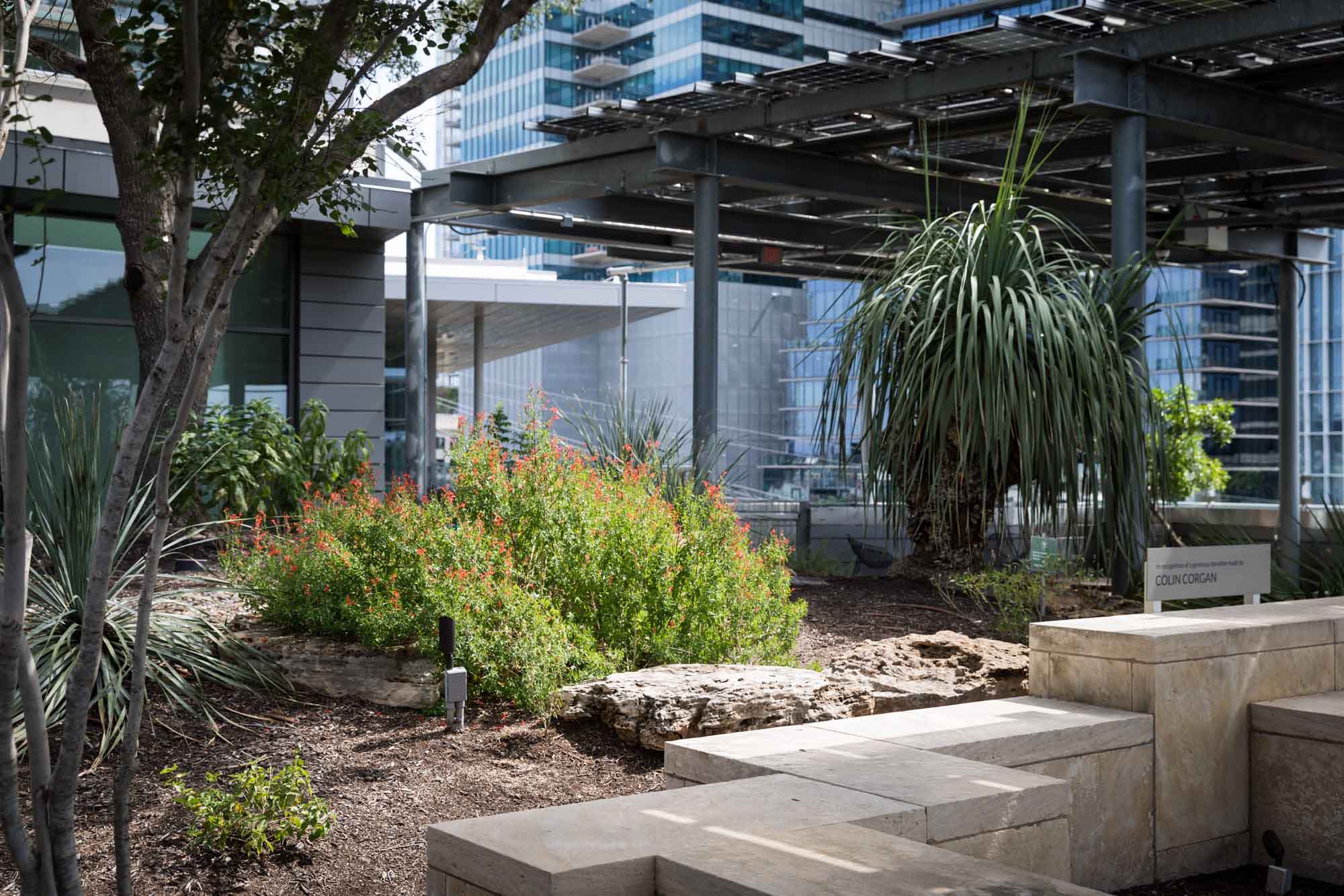 Garden in the roof deck at the Austin Central Library