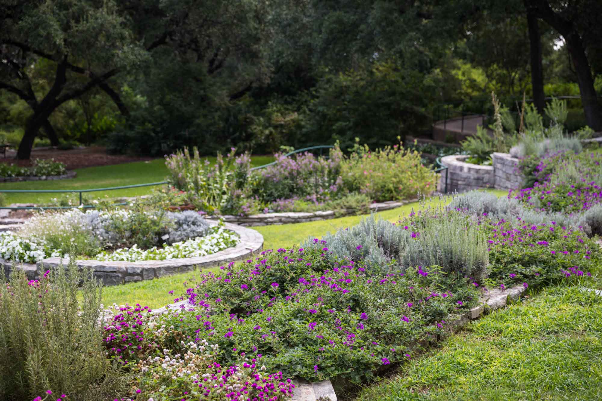 Herb and rose garden at Zilker Botanical Garden for an article on the best places to propose in Austin