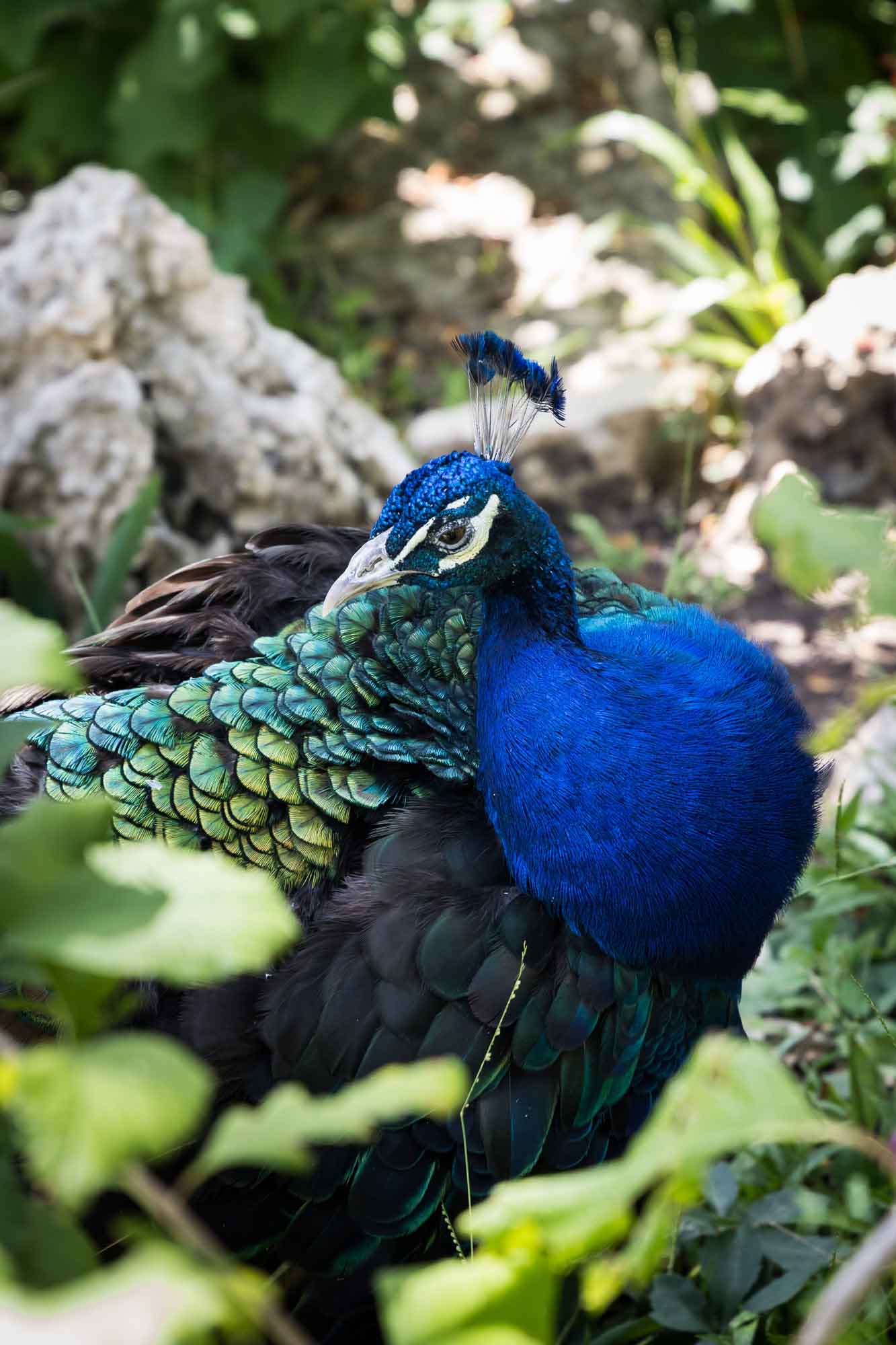 Colorful peacock at Mayfield Park for an article on the best places to propose in Austin