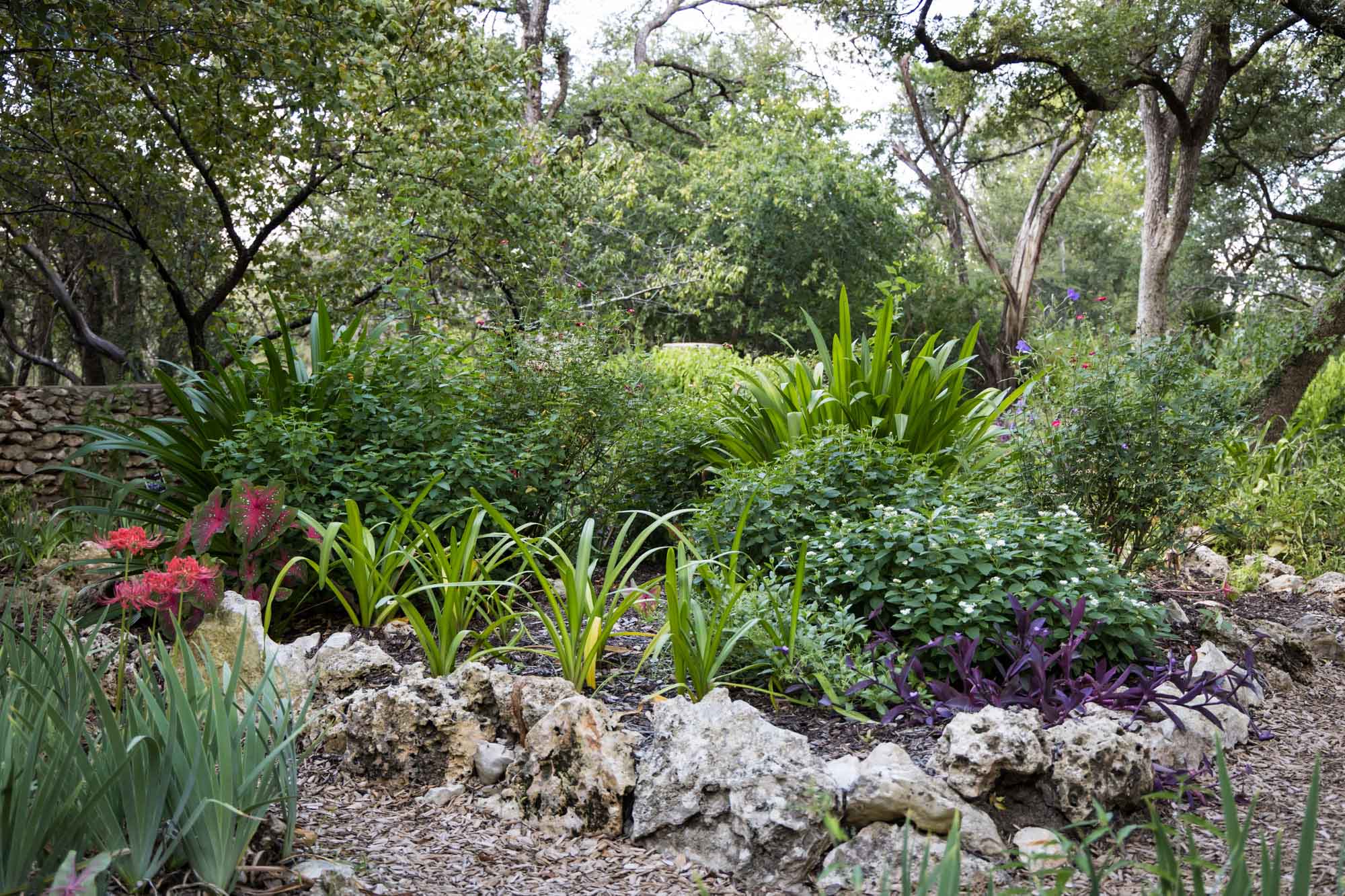 Plant bed surrounded by large stones at Mayfield Park for an article on the best places to propose in Austin
