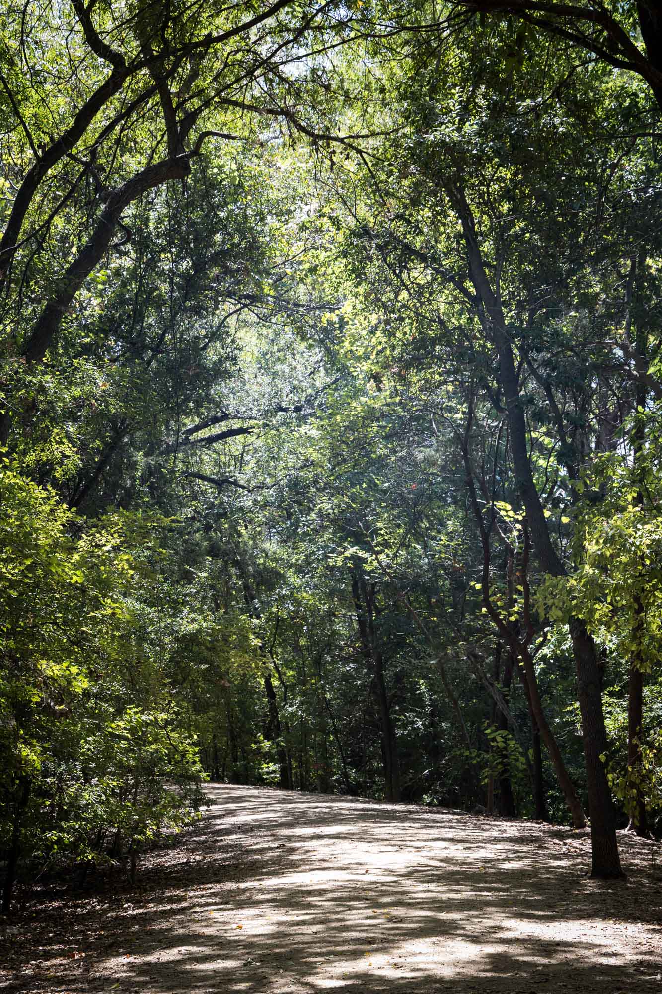 View down forest path of Red Bud Isle for an article on the best places to propose in Austin