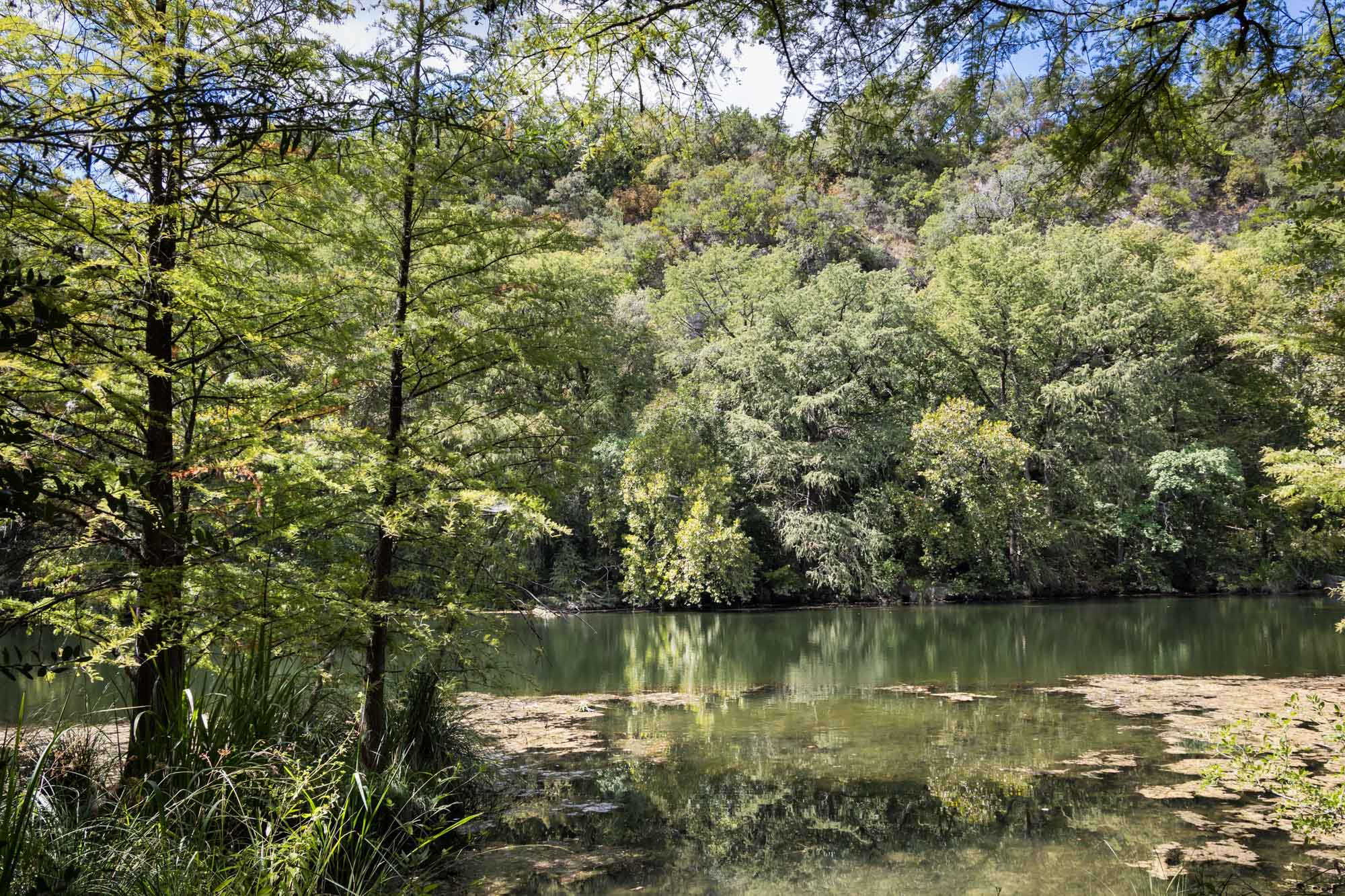 View of trees and Colorado River from the shores of Red Bud Isle for an article on the best places to propose in Austin