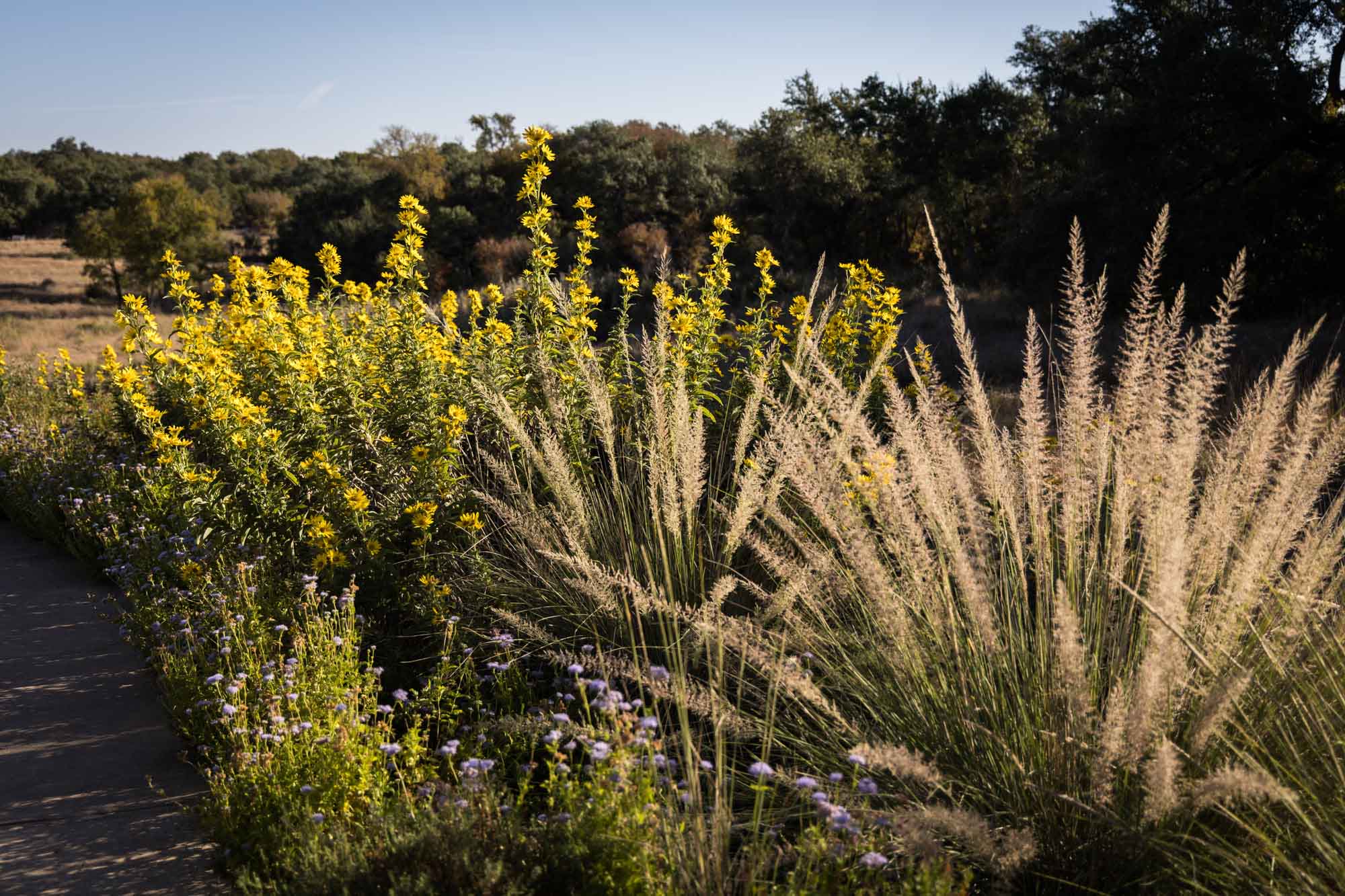 Close up on wildflowers in the Lady Bird Johnson Wildflower Center for an article on the best places to propose in Austin