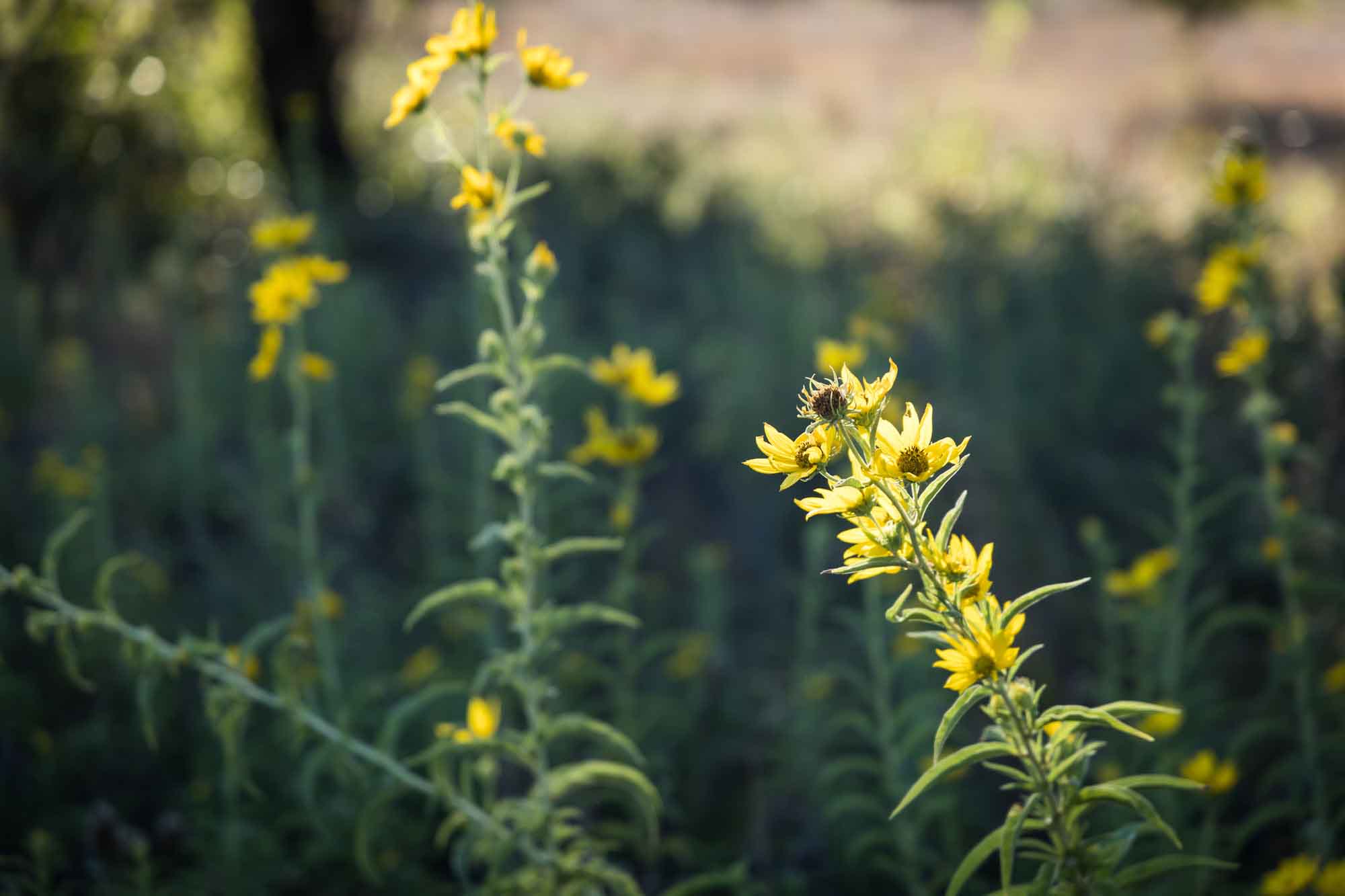Close up of yellow wildflowers at the Lady Bird Johnson Wildflower Center
