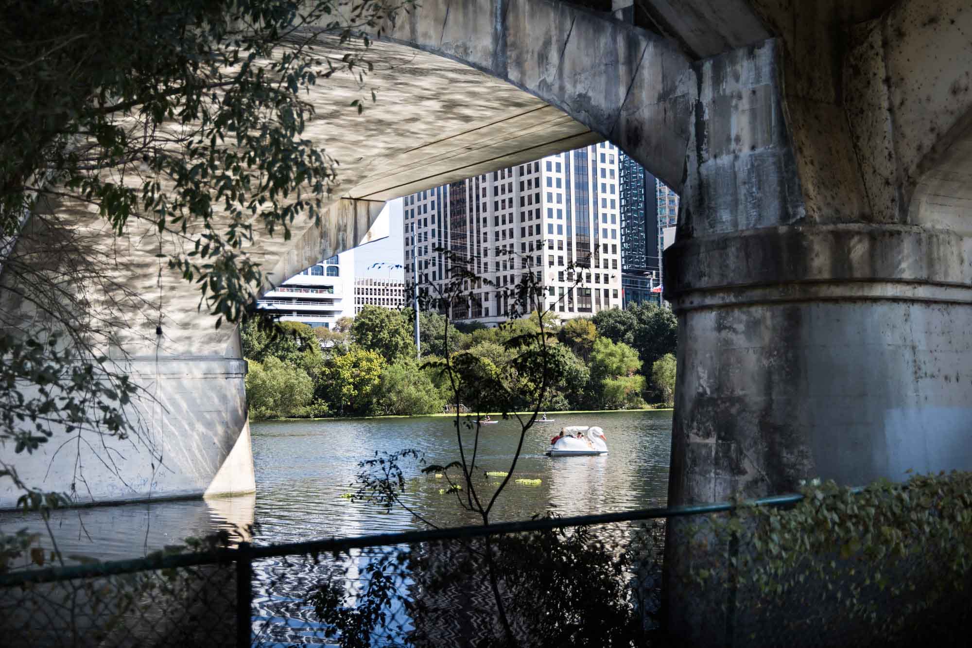 Swan boats floating down the Colorado River in front of the Congress Avenue Bridge for an article on the best places to propose in Austin