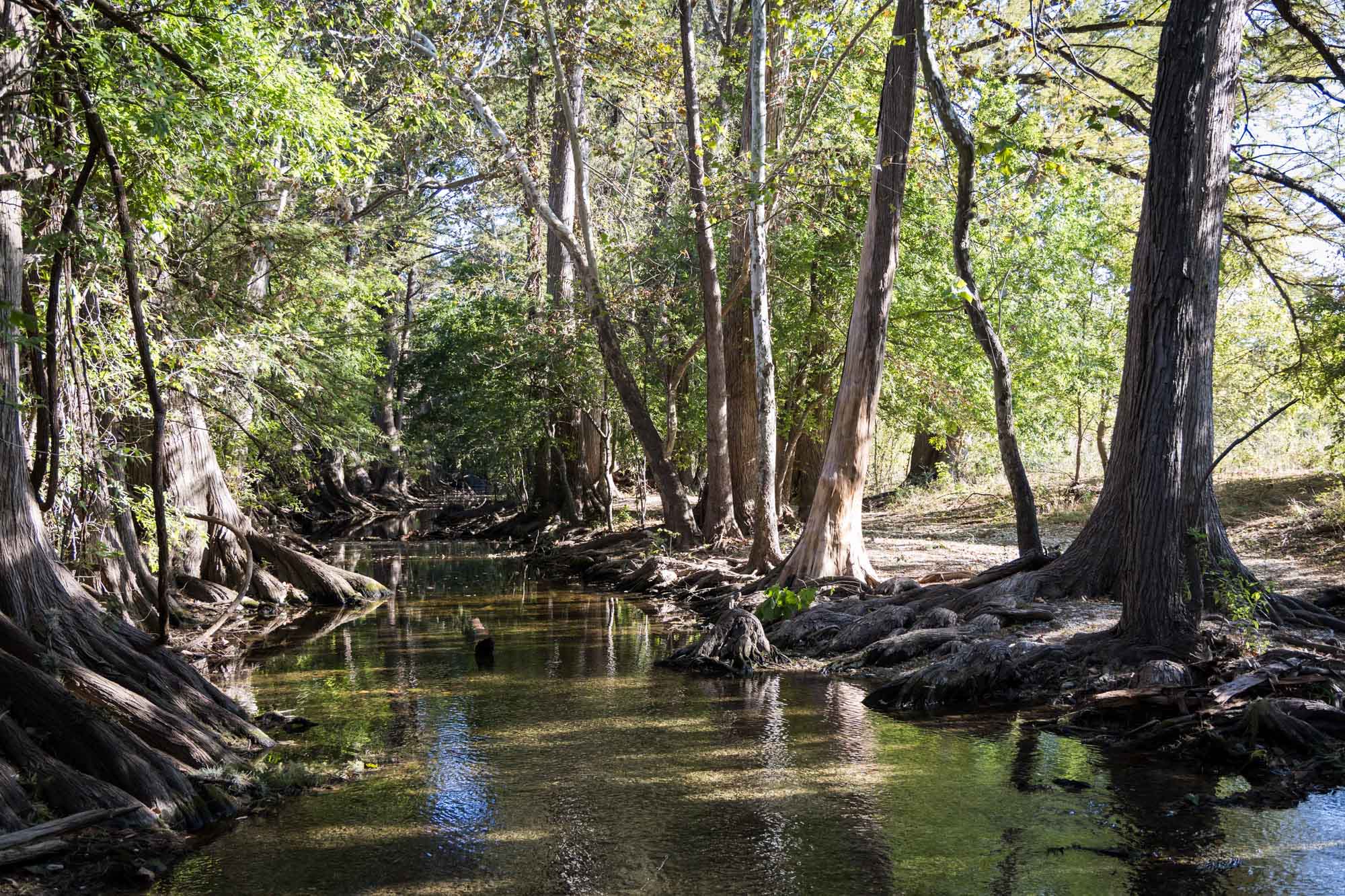 Cibolo Creek with trees along banks for an article on Cibolo Nature Center surprise proposal tips