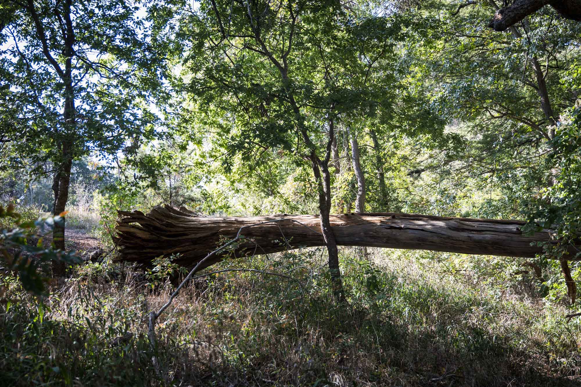 Felled tree in forest for an article on Cibolo Nature Center surprise proposal tips