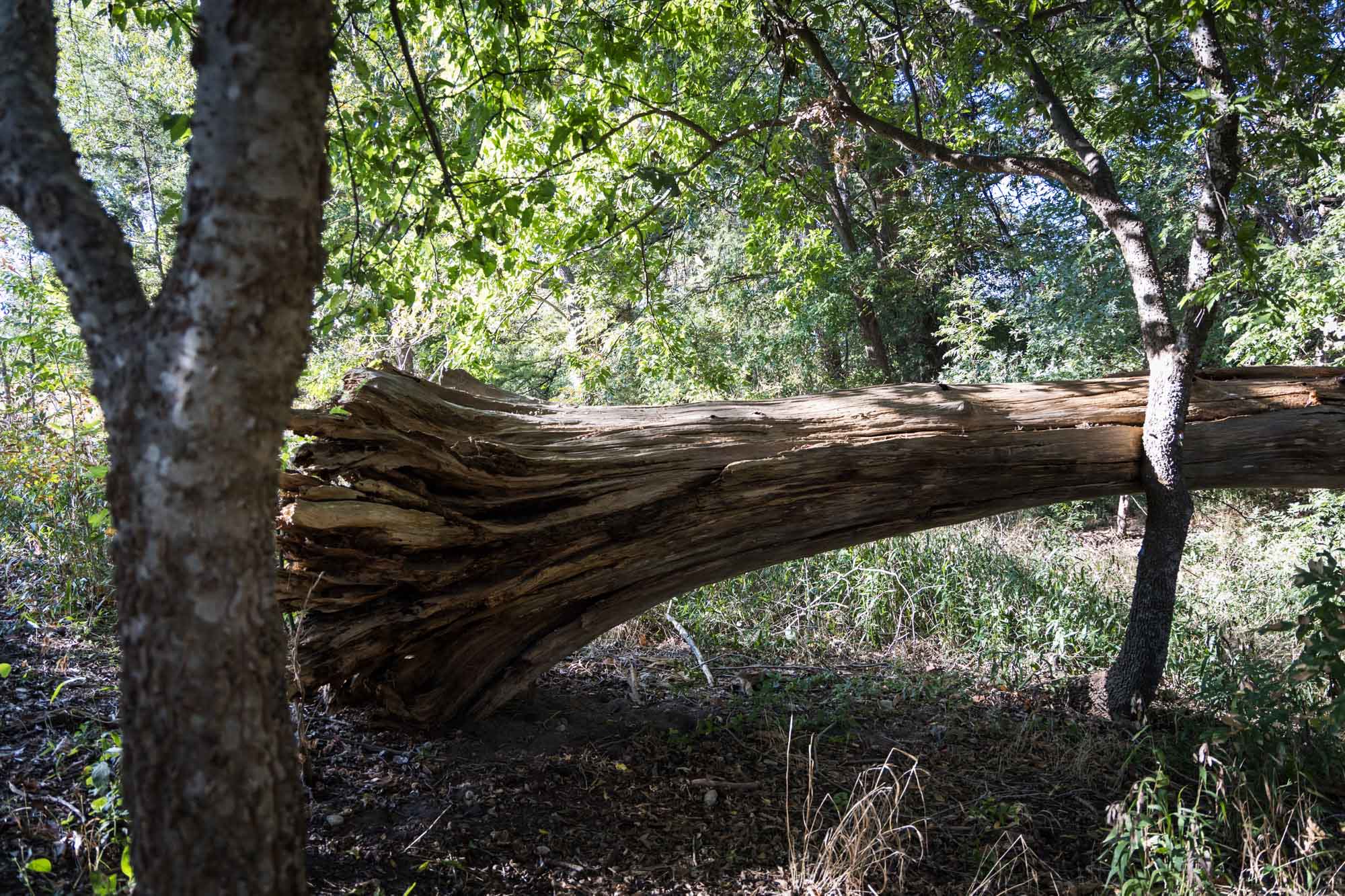 Felled tree in forest for an article on Cibolo Nature Center surprise proposal tips