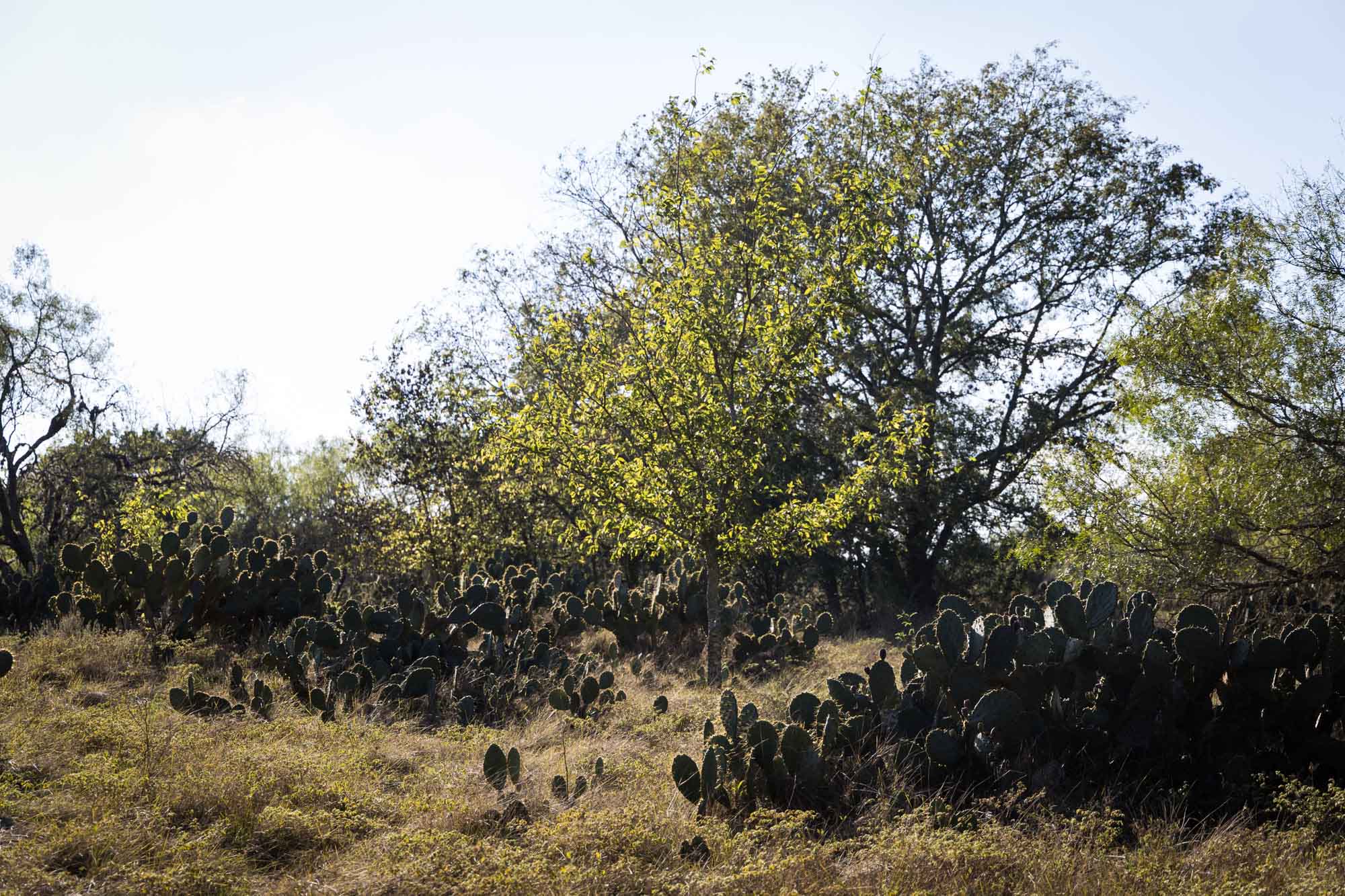 Bed of cacti with trees for an article on Cibolo Nature Center surprise proposal tips