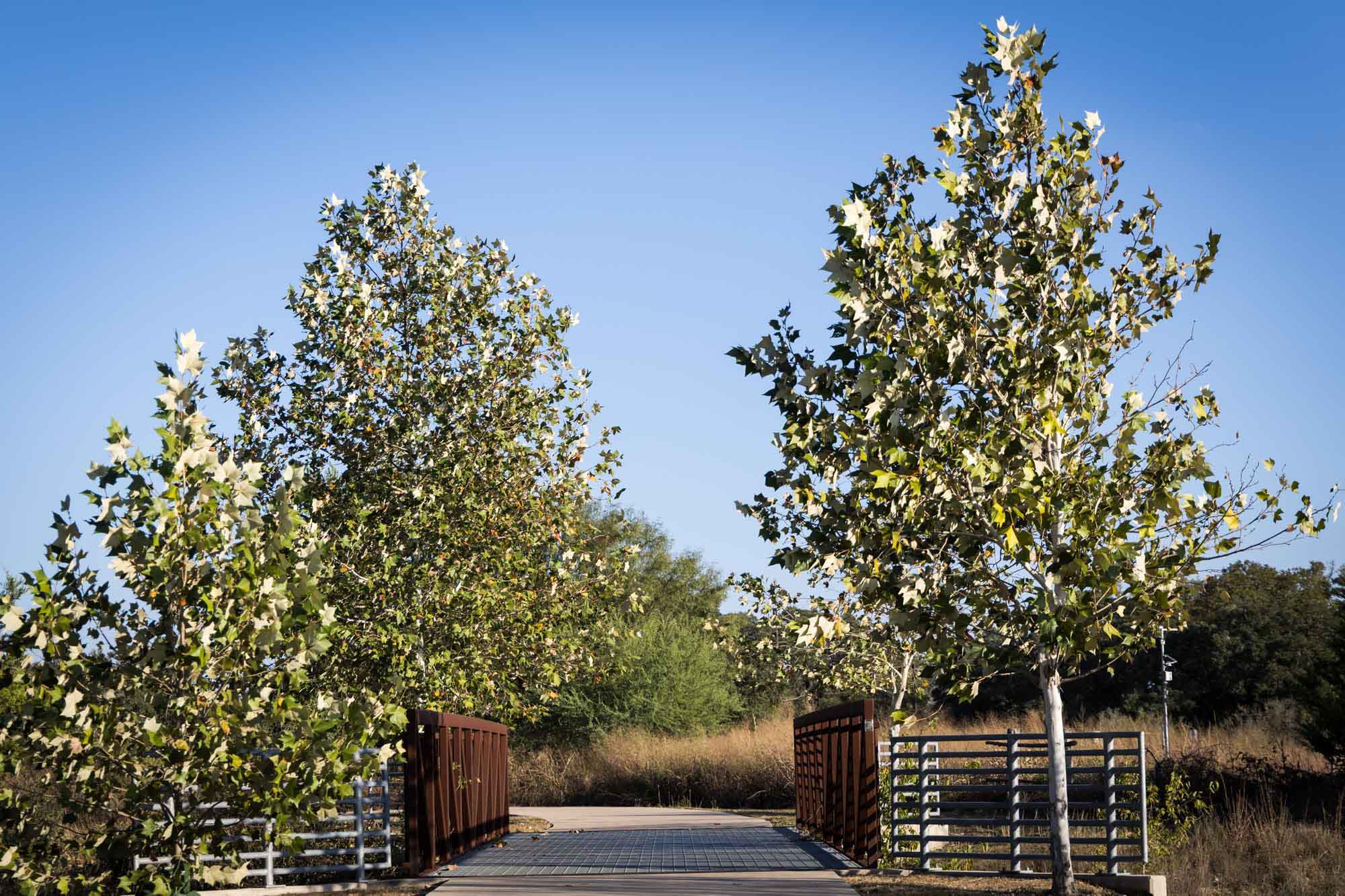 Bridge over marsh trail for an article on Cibolo Nature Center surprise proposal tips