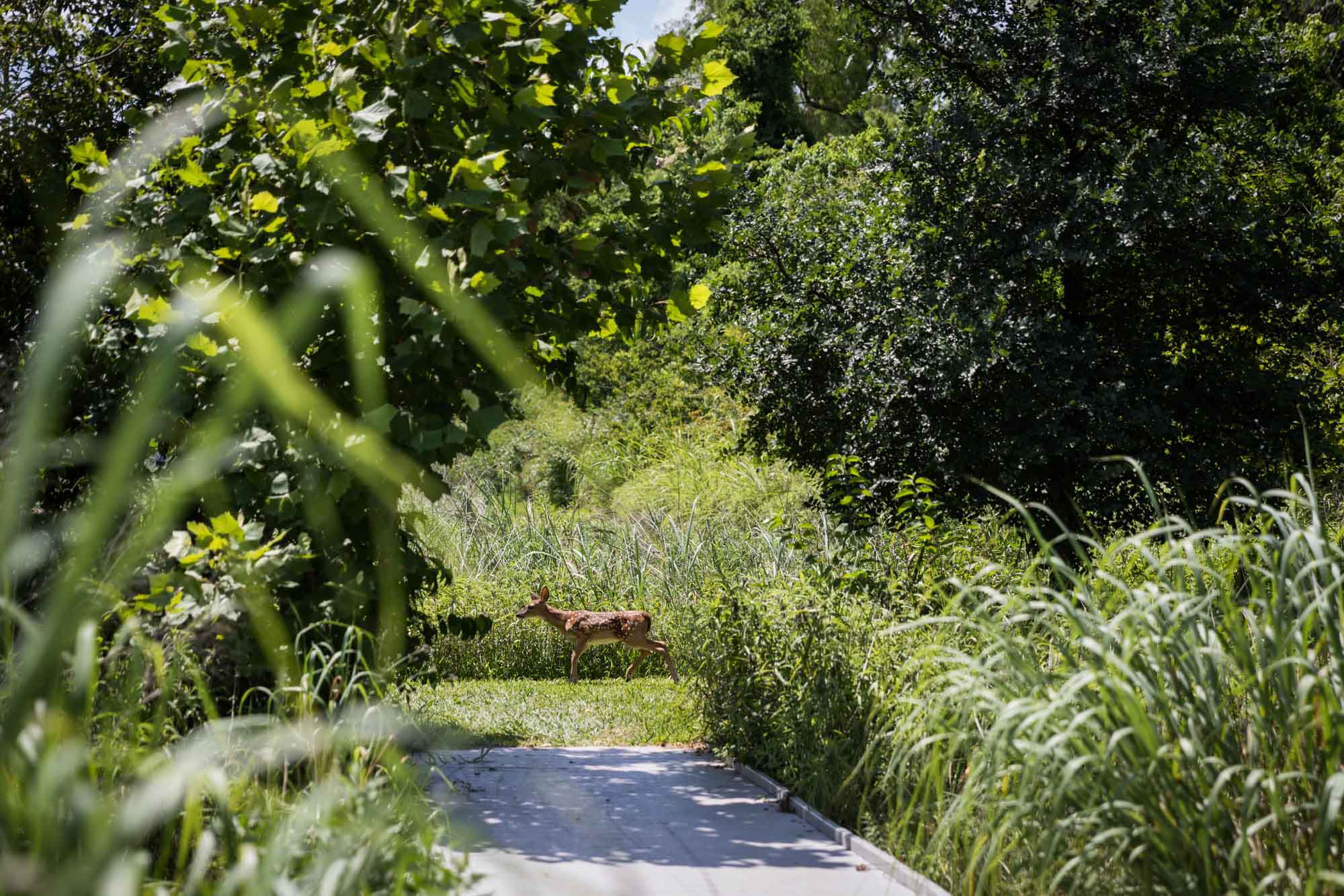 Pathway leading to baby deer on marsh trail for an article on Cibolo Nature Center surprise proposal tips