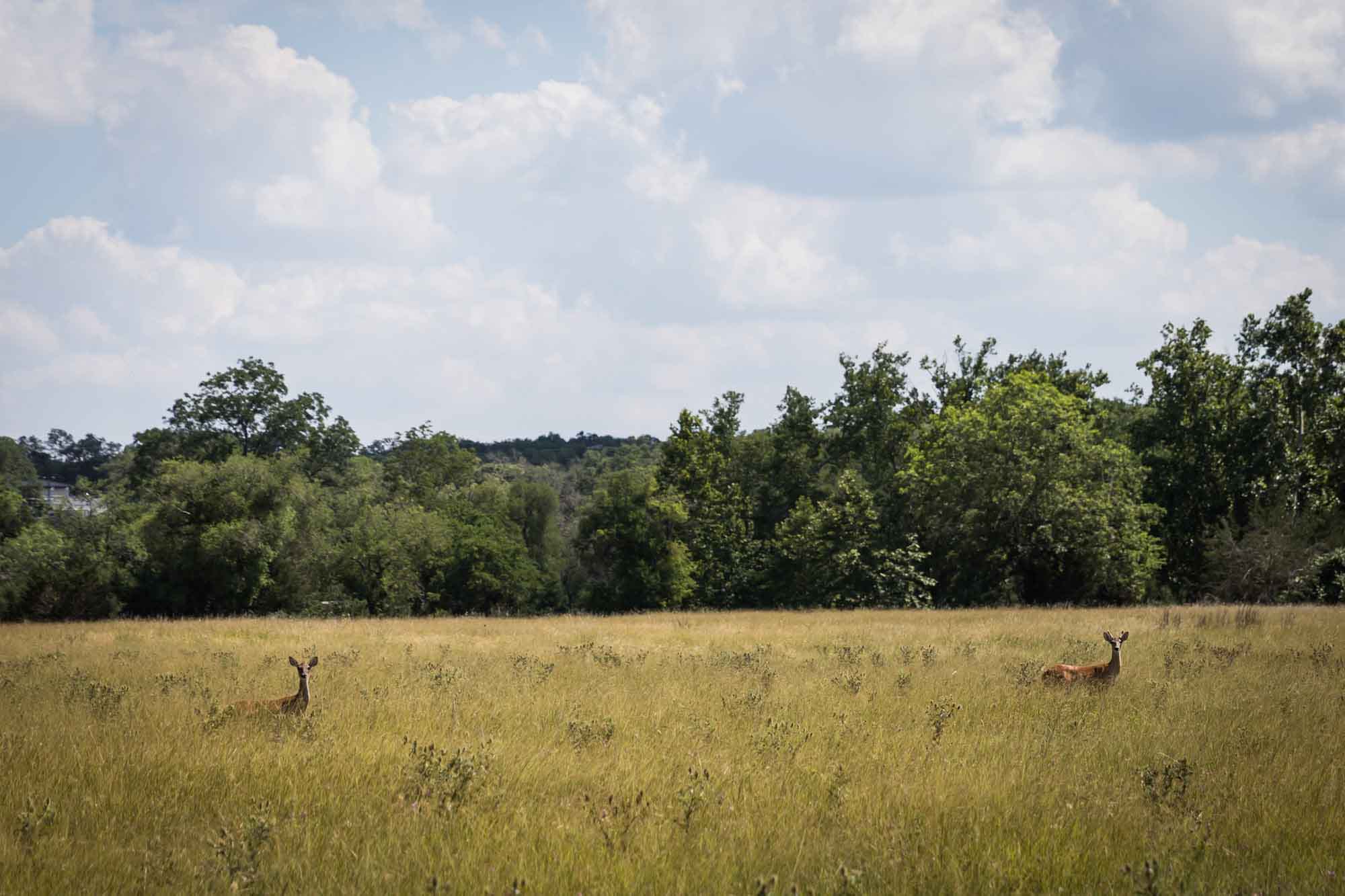 Two dear in a meadow near Menger Creek for an article on Cibolo Nature Center surprise proposal tips