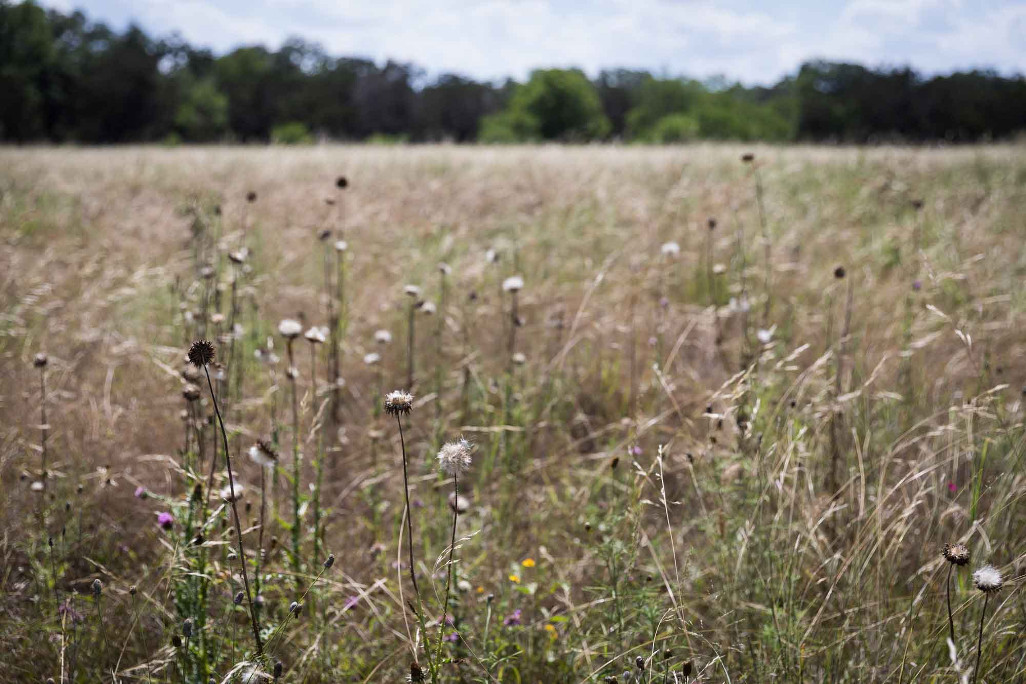 Meadow of dried flowers near Menger Creek for an article on Cibolo Nature Center surprise proposal tips