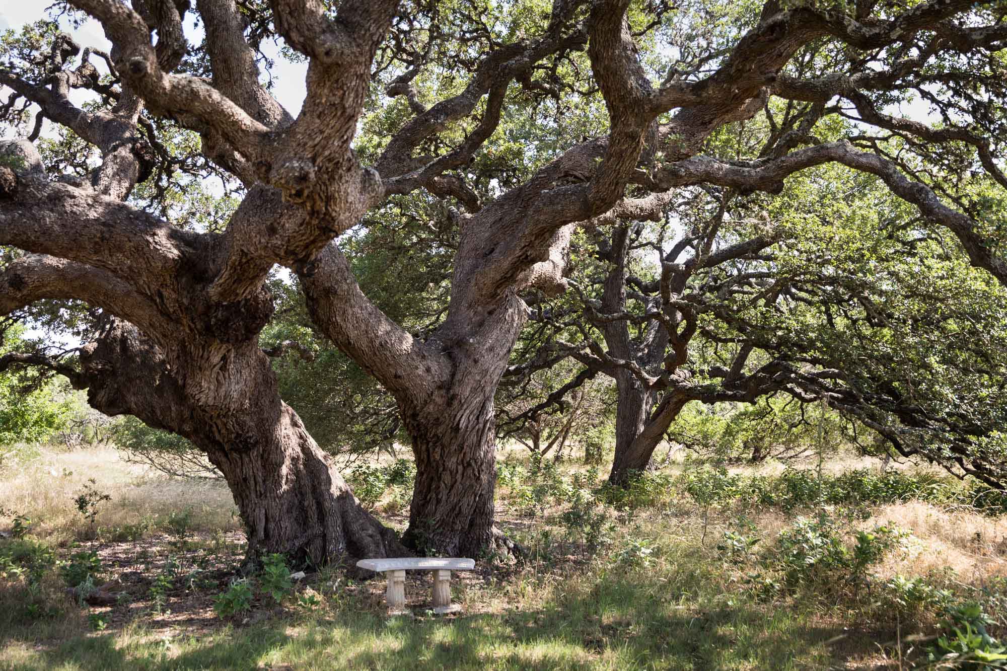 Large tree and small stone seat underneath at Herff Farm for an article on Cibolo Nature Center surprise proposal tips