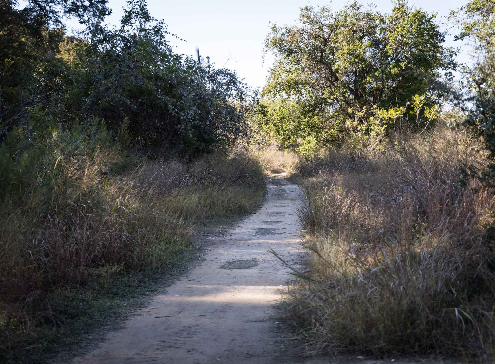 Sandy pathway of Cypress Trail through grass with trees in background for an article on Cibolo Nature Center surprise proposal tips
