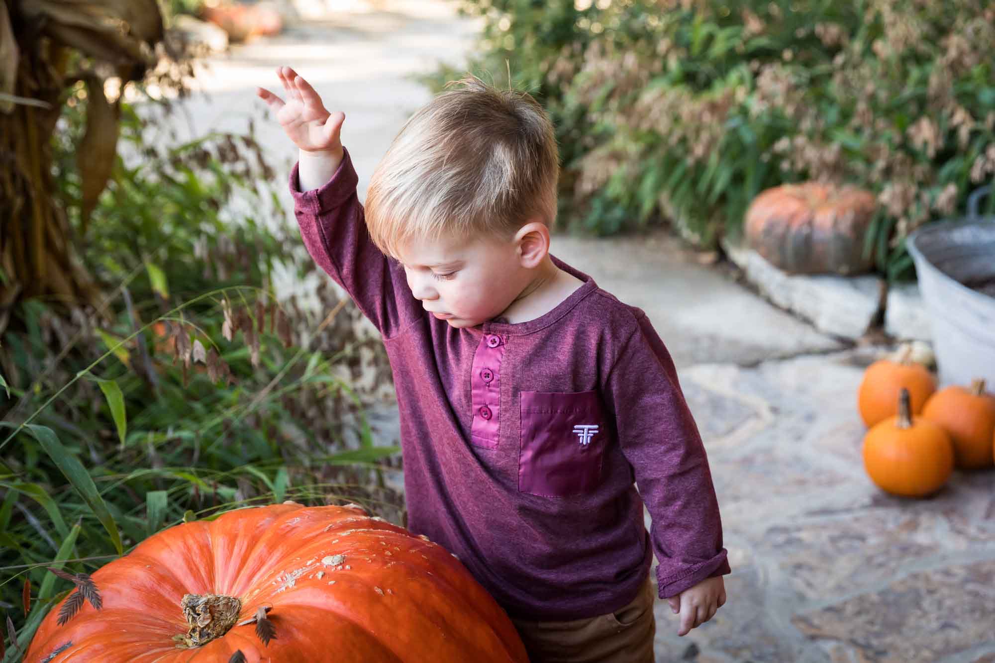 Little boy wearing purple shirt with arm outstretched in front of large pumpkin standing in front of bushes during a San Antonio Botanical Gardens family portrait session