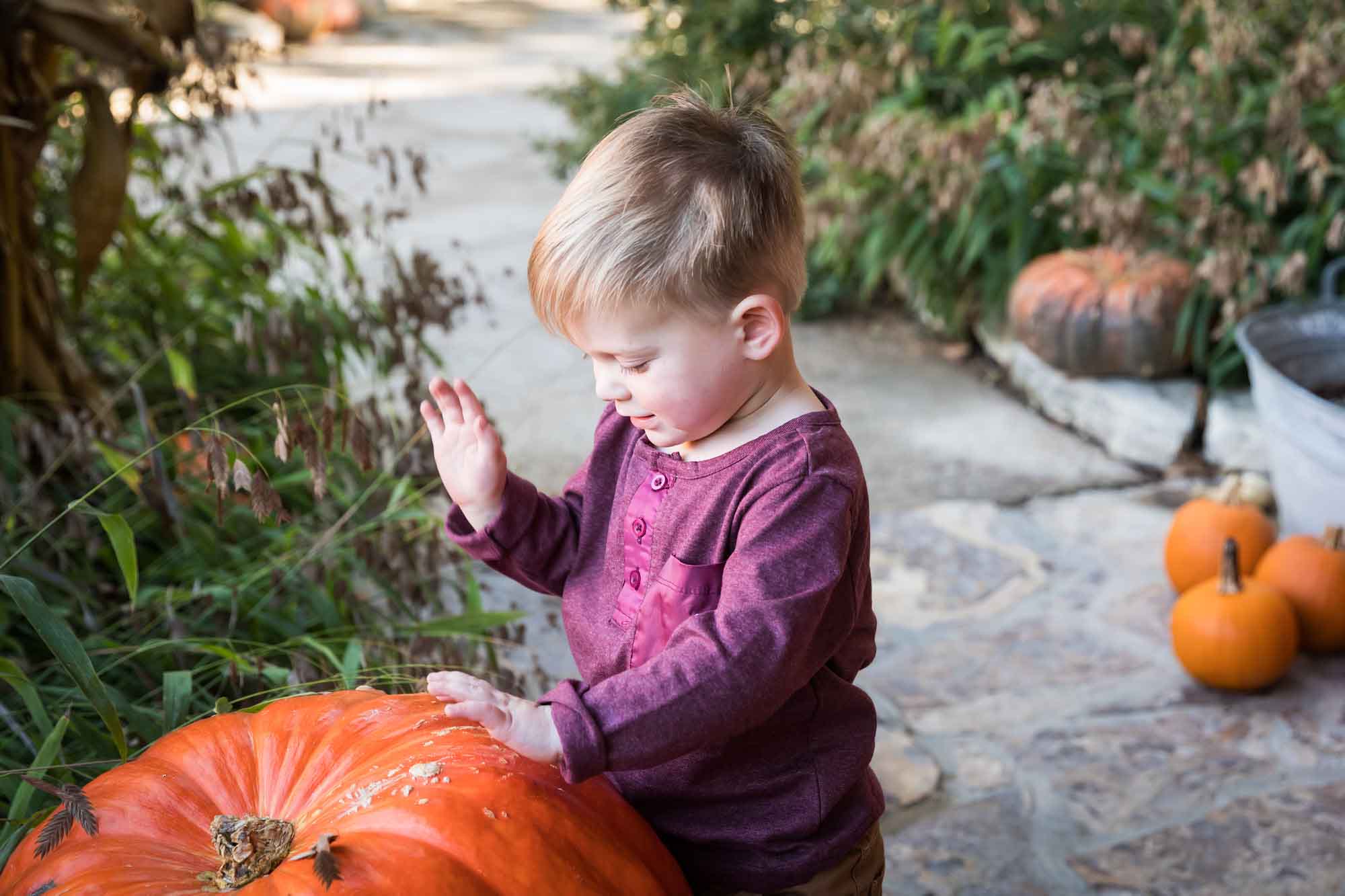 Little boy wearing purple shirt banging on large pumpkin standing in front of bushes during a San Antonio Botanical Gardens family portrait session