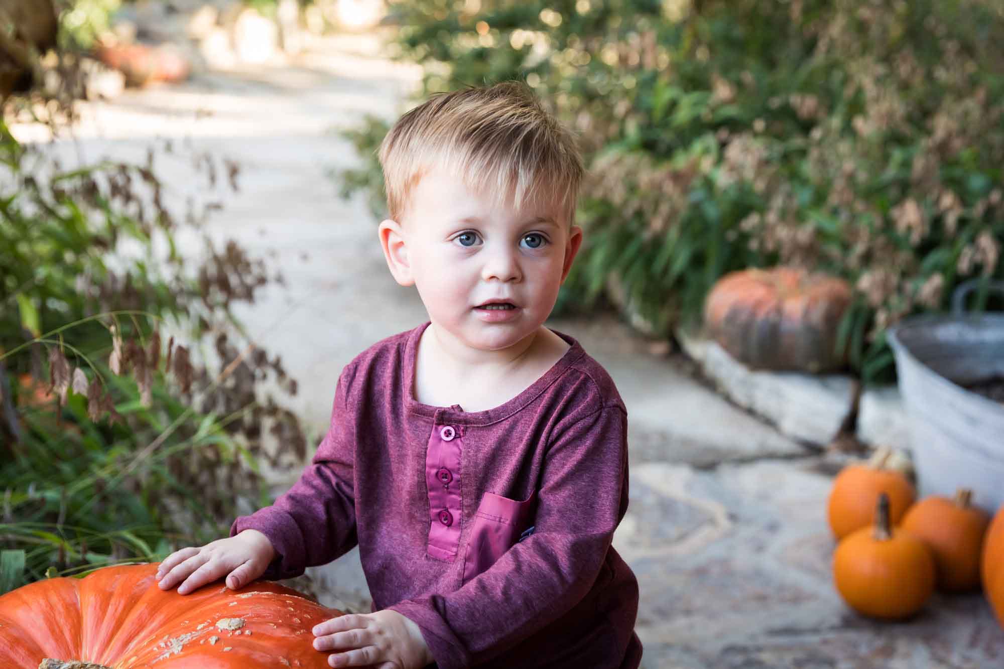 Little boy wearing purple shirt with hands on large pumpkin during a San Antonio Botanical Gardens family portrait session