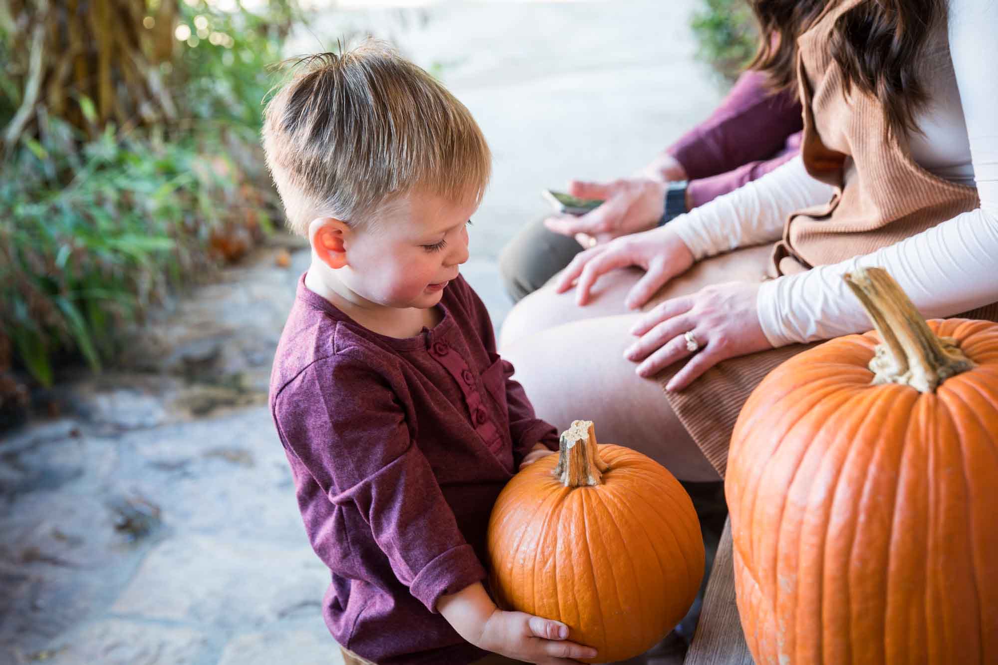 Little boy wearing purple shirt holding small pumpkin in front of people sitting during a San Antonio Botanical Gardens family portrait session