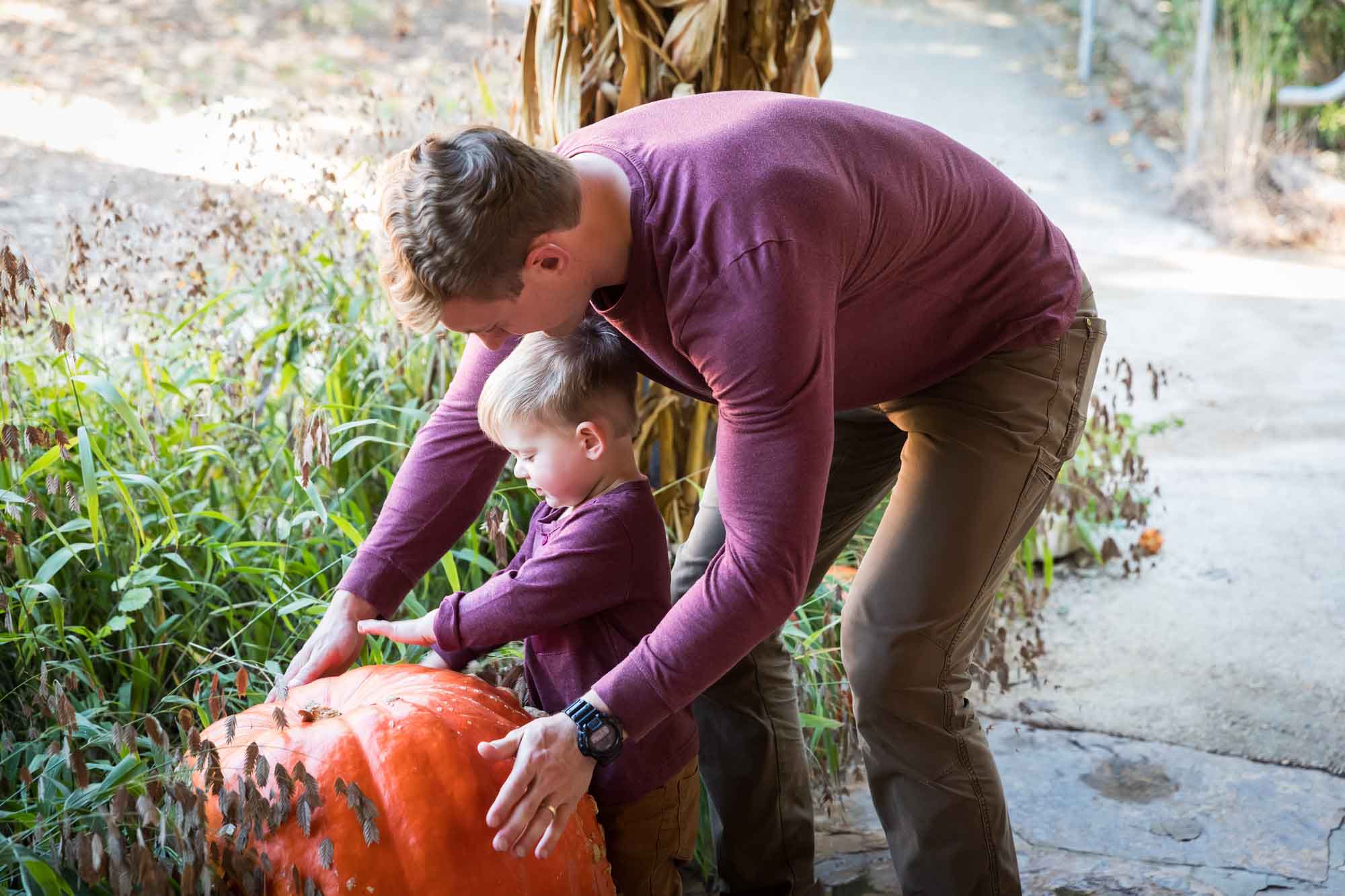 Little boy playing playing with large pumpkin alongside father wearing matching purple shirt in front of bushes during a San Antonio Botanical Gardens family portrait session