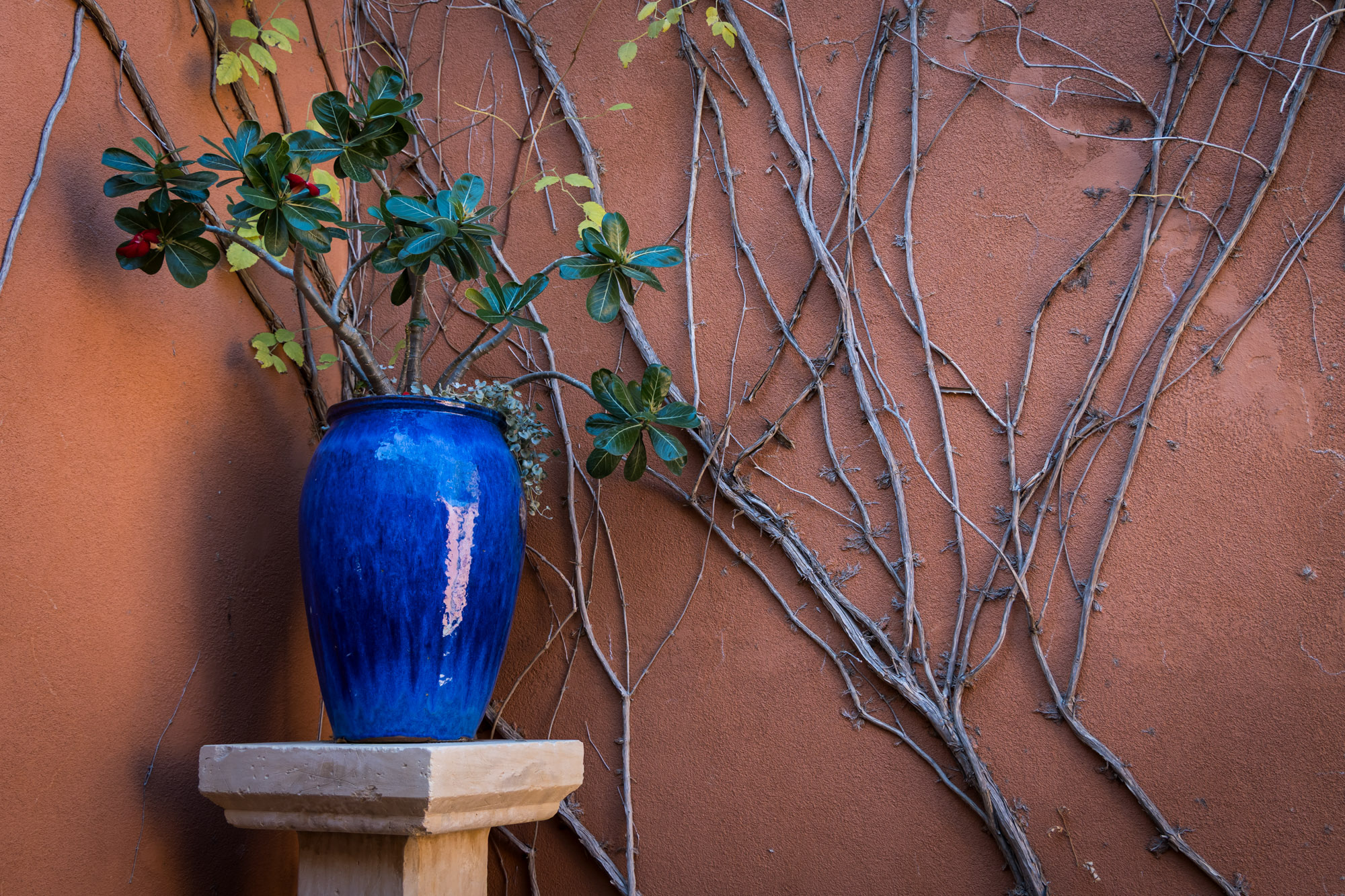 Red wall with vines at Tuscan Hall with table and blue vase