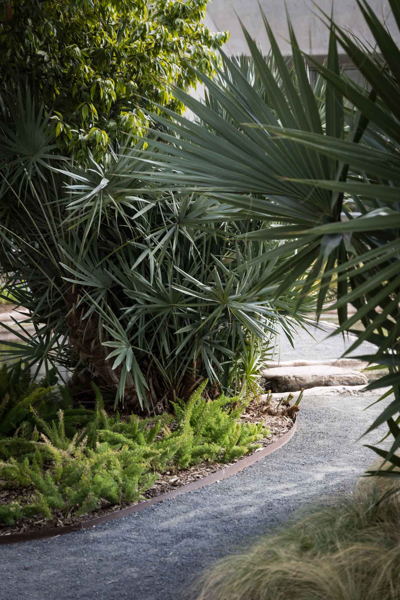 Palms growing at the Lucile Halsell Coinservatory at the San Antonio Botanical Garden in February