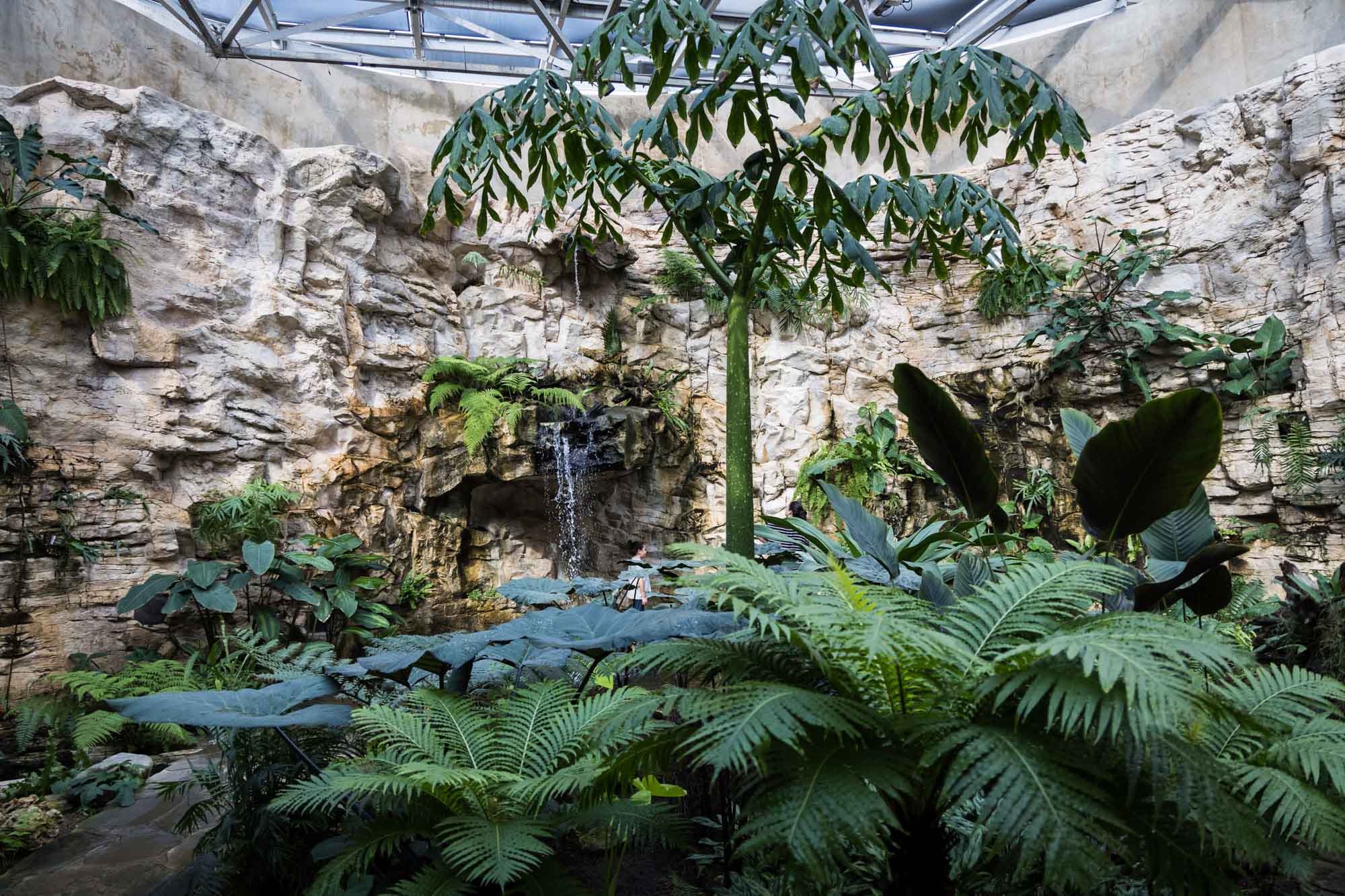Fern Grotto at the San Antonio Botanical Garden in February