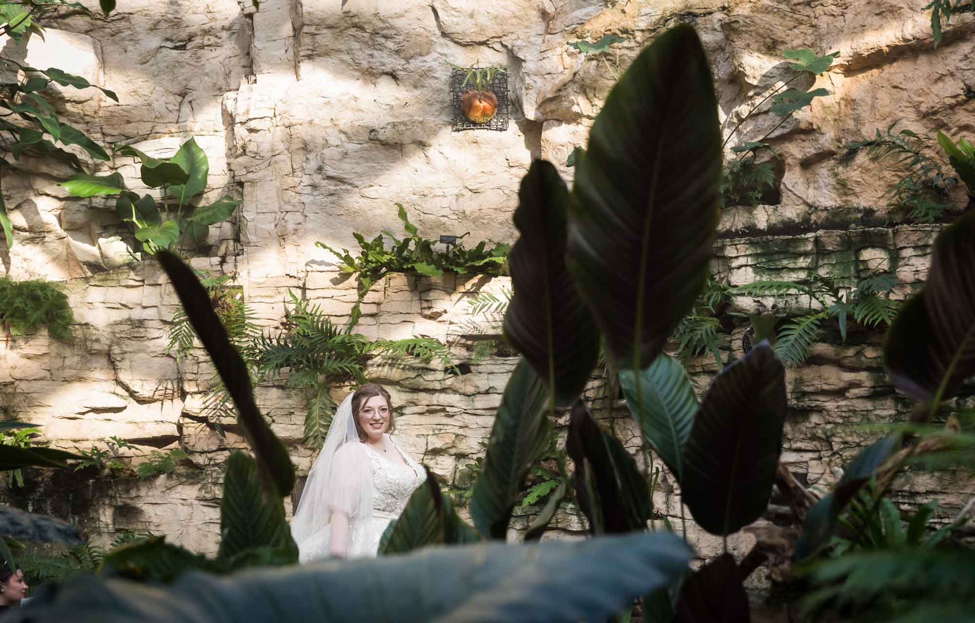 Bride wearing white dress and veil standing in between plants in Fern Grotto during a San Antonio Botanical Gardens bridal portrait session