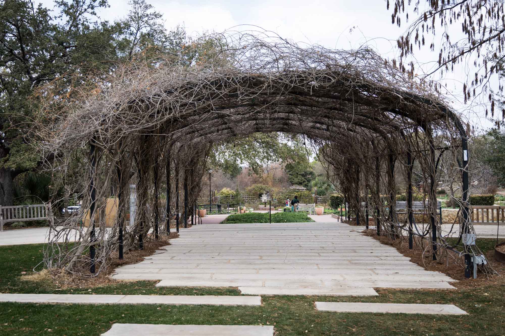 Wisteria Arbor at the San Antonio Botanical Garden in February