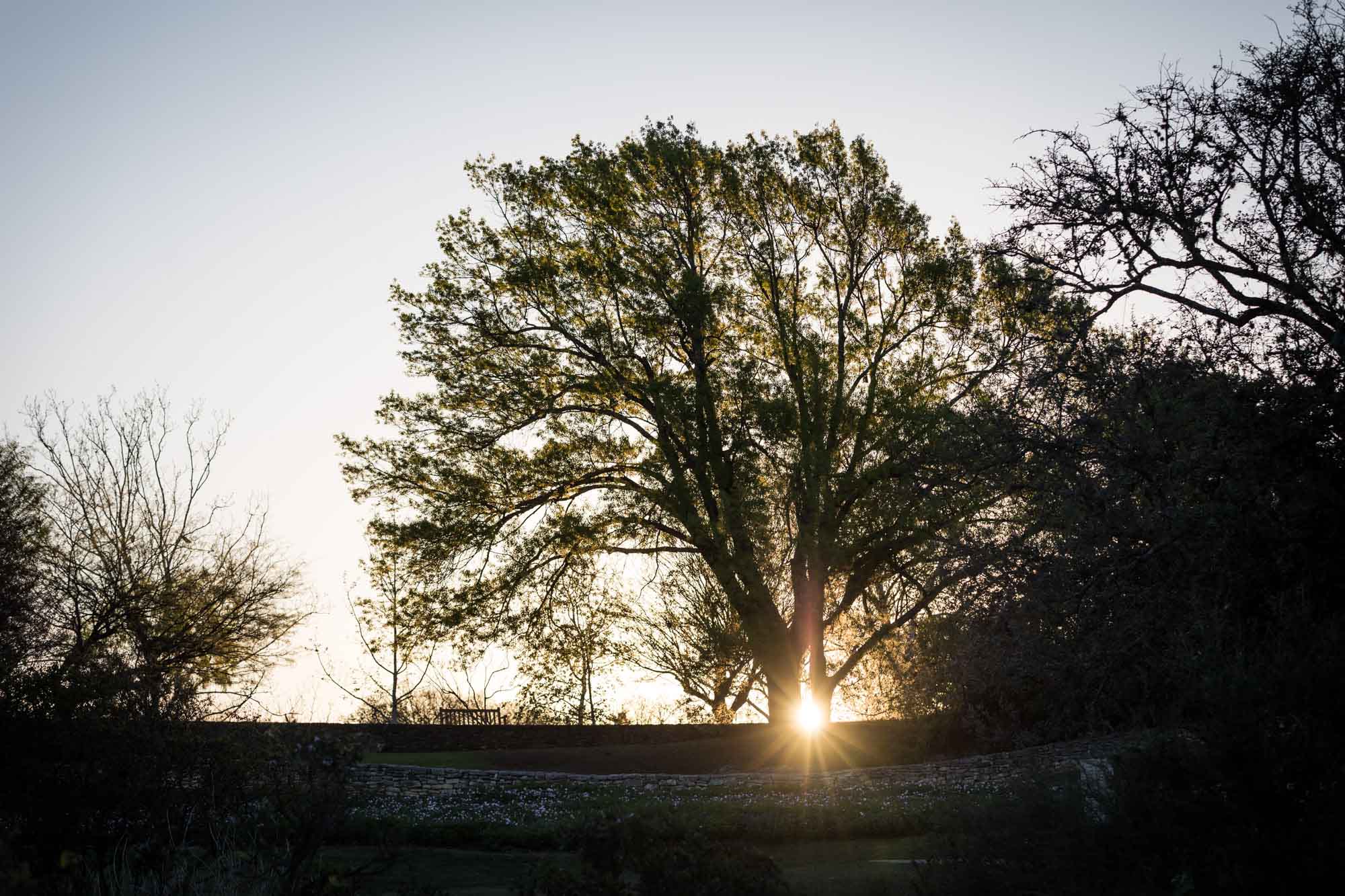Sun rising over the Overlook through trees before a San Antonio Botanical Garden wedding ceremony