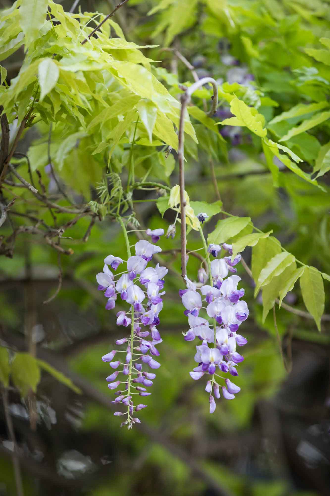 Two purple wisteria blooms hanging from green vines before a San Antonio Botanical Garden wedding ceremony