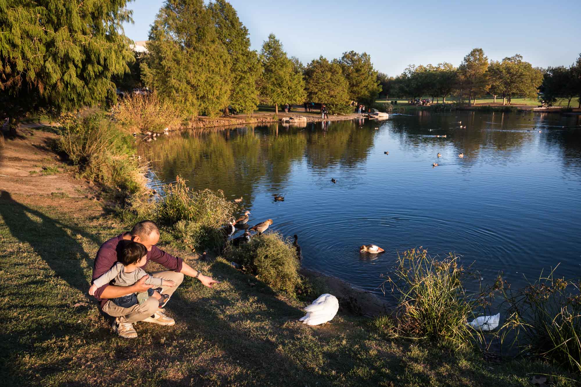 Little boy being held by father while looking at ducks in lake during a Mueller Lake Park family portrait