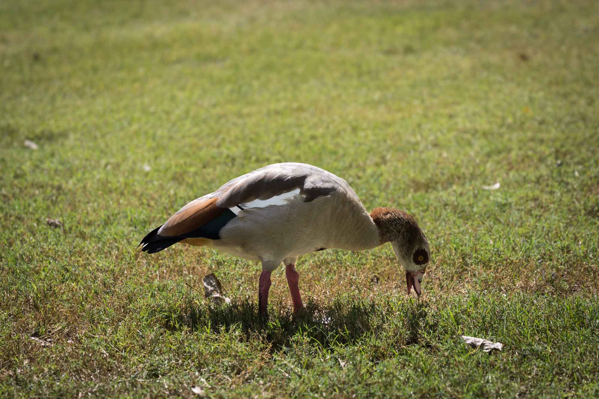 Goose eating bugs out of the grass at Mueller Lake Park